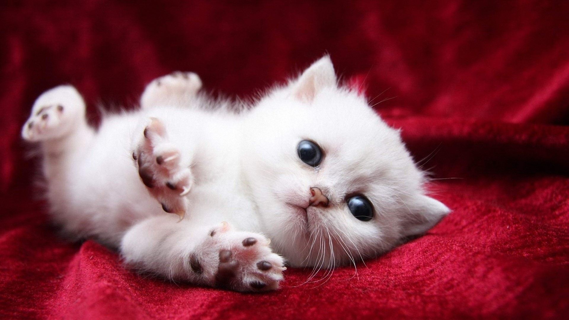 White kitten with blue eyes on red velvet HD Wallpaper