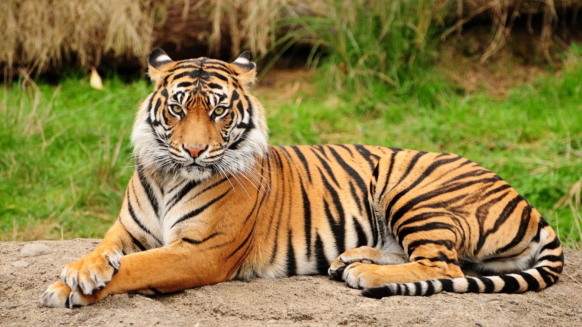 Tiger lying on the ground HD Wallpaper