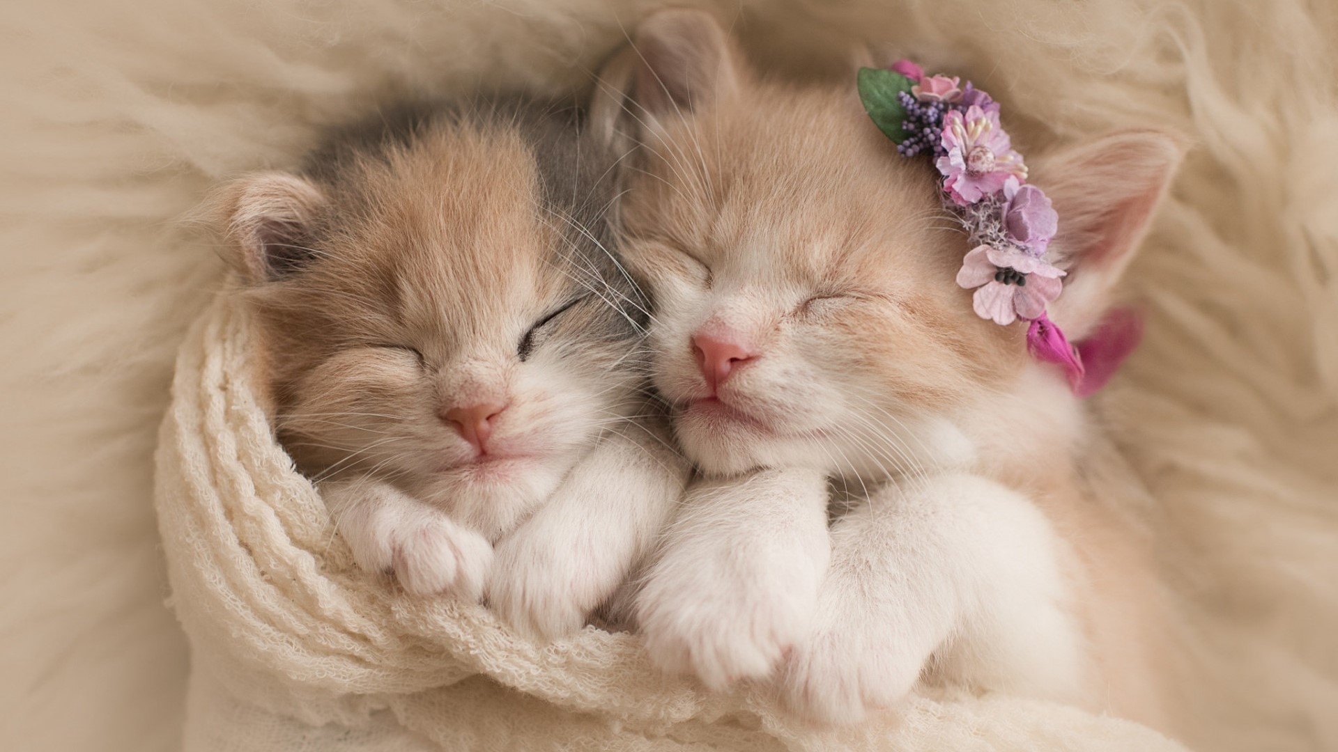 Two cute kittens sleeping together HD Wallpaper