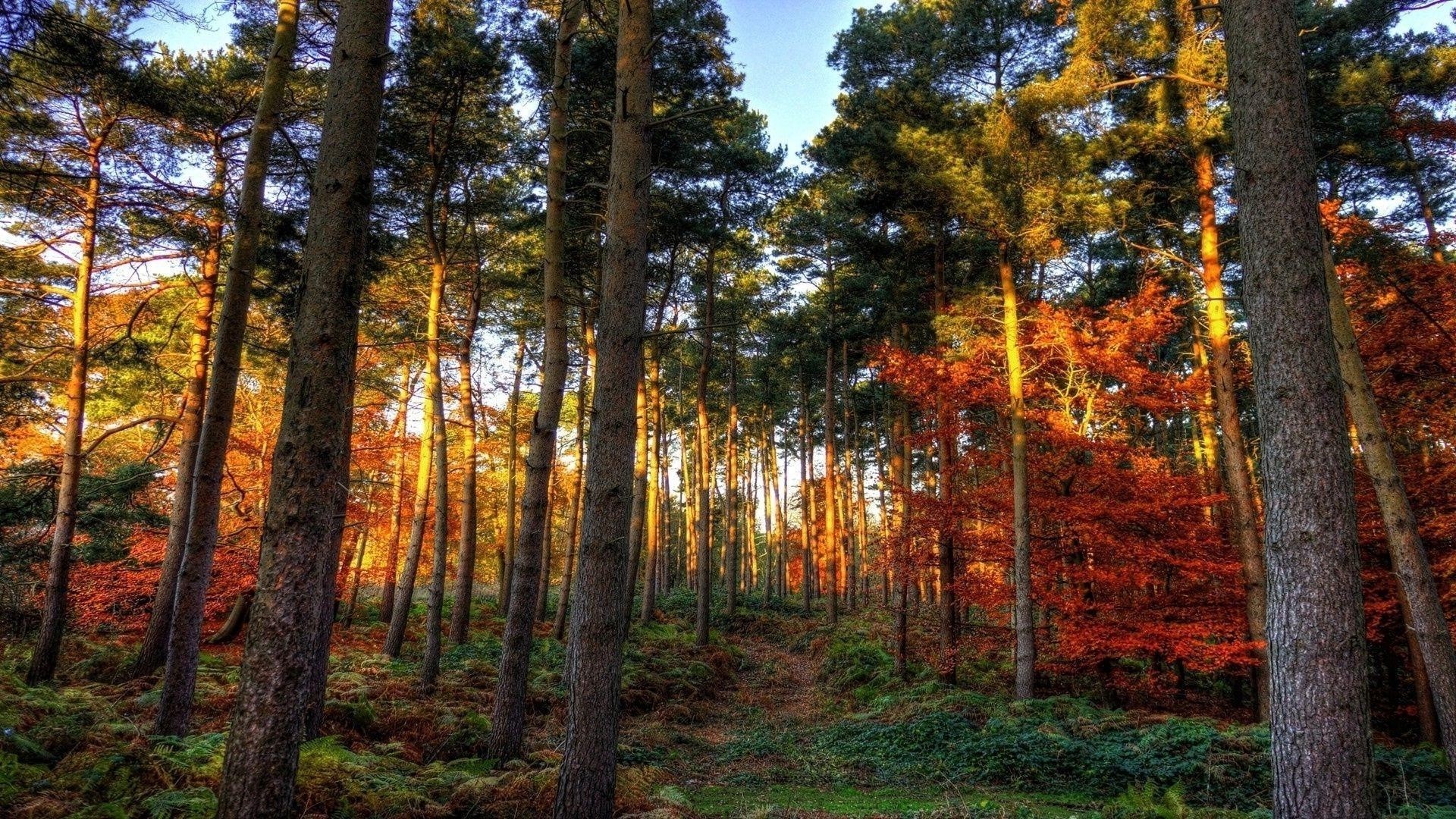 Coniferous forest with autumn foliage and path HD Wallpaper