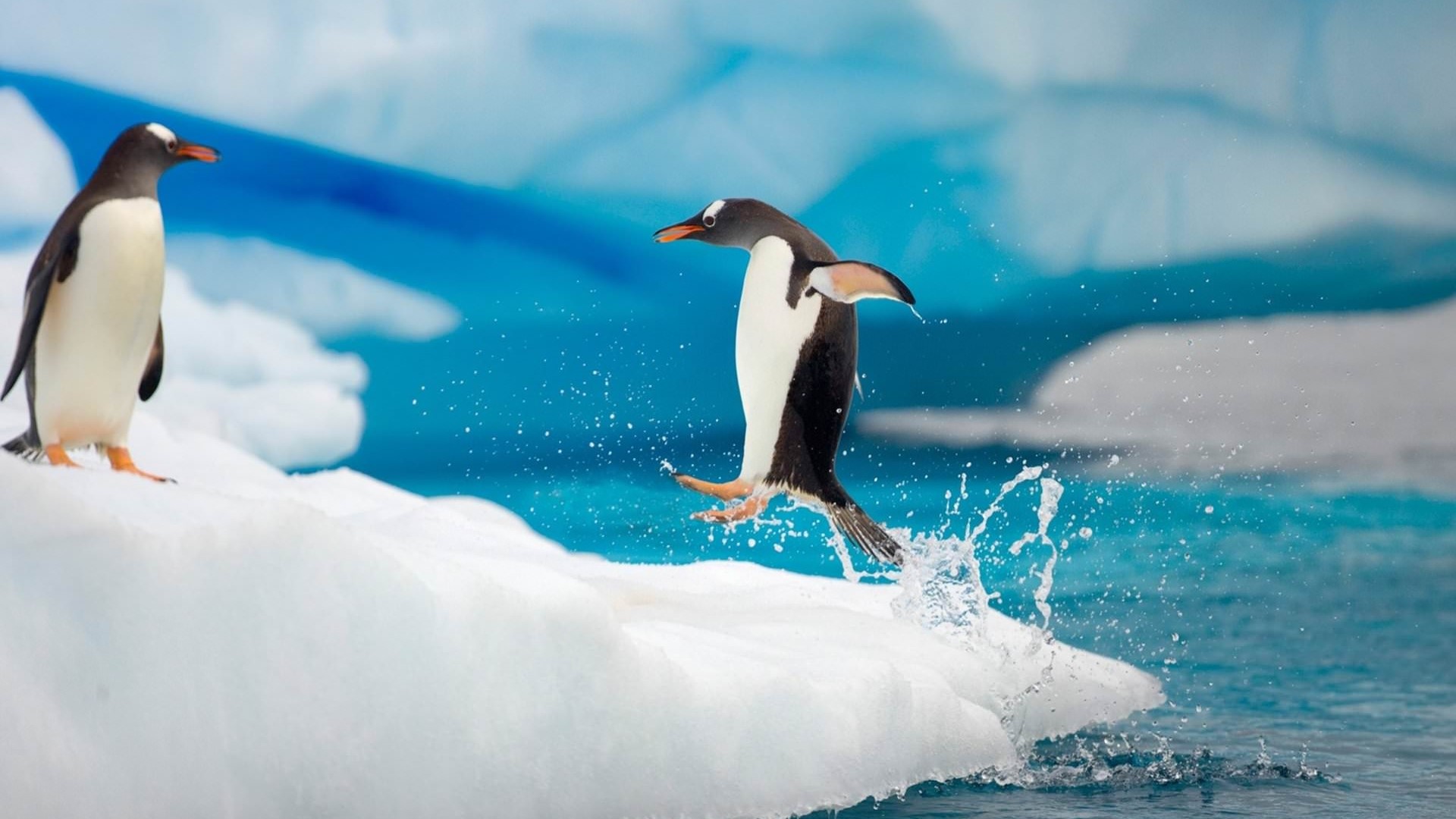 Two penguins on icebergs with water splashes HD Wallpaper