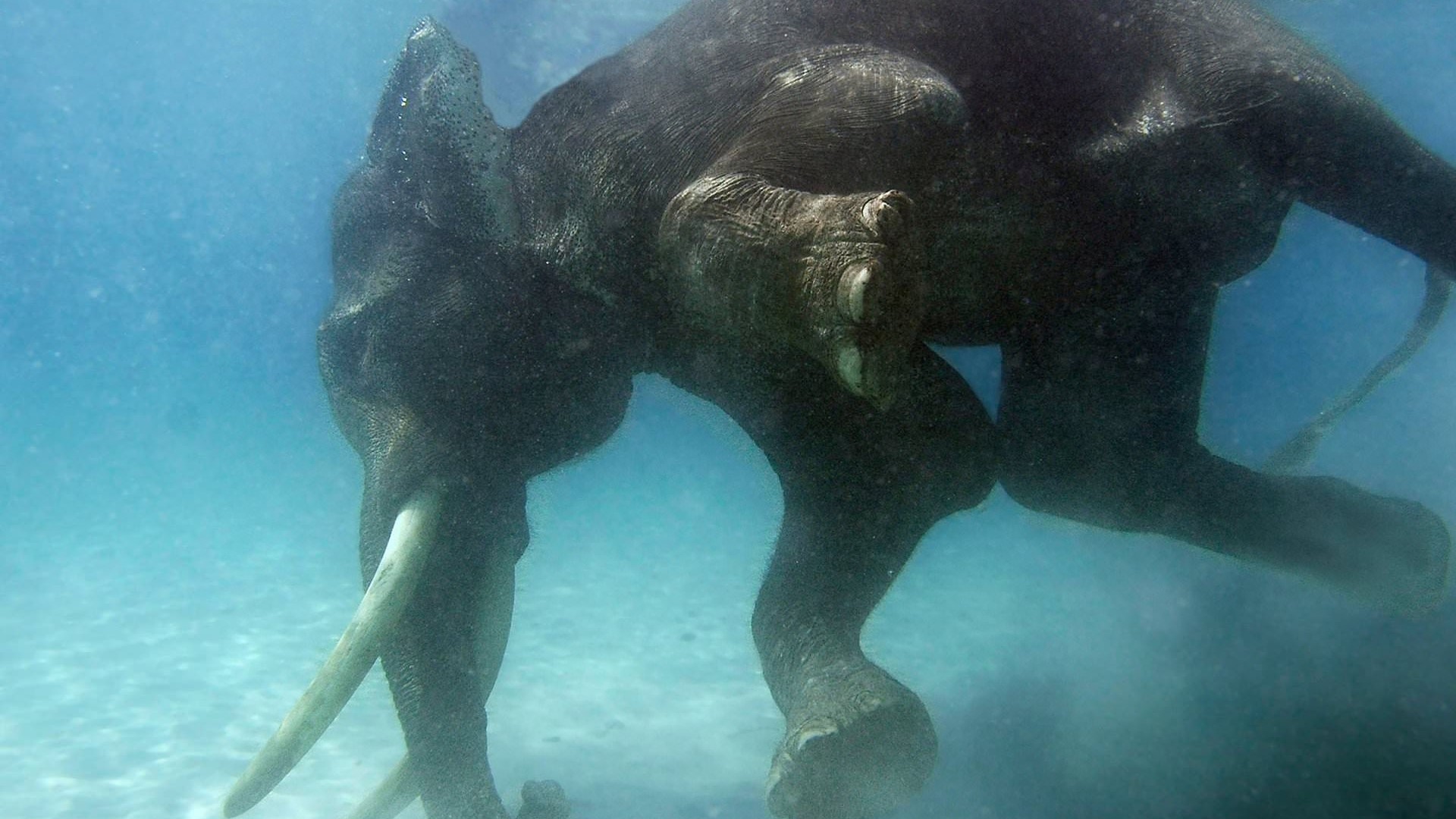 Elephant swimming underwater HD Wallpaper