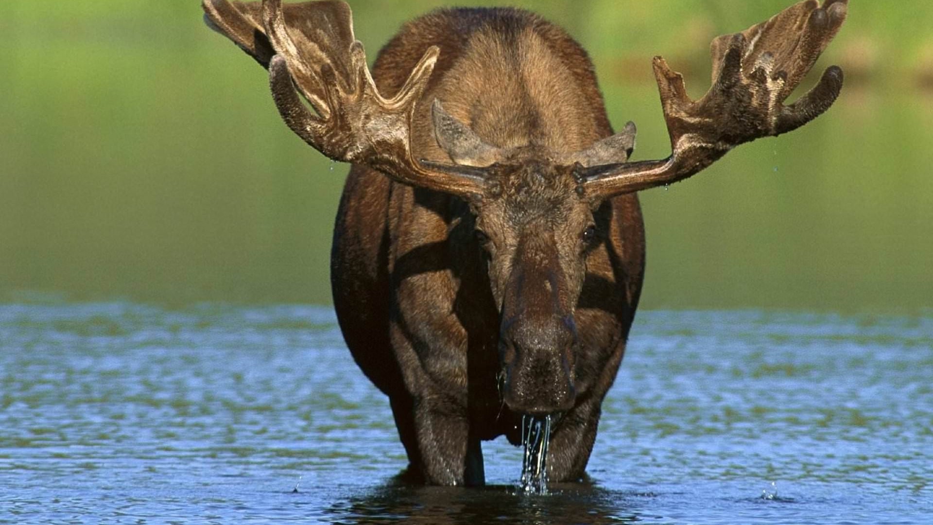 Moose drinking water in a river HD Wallpaper