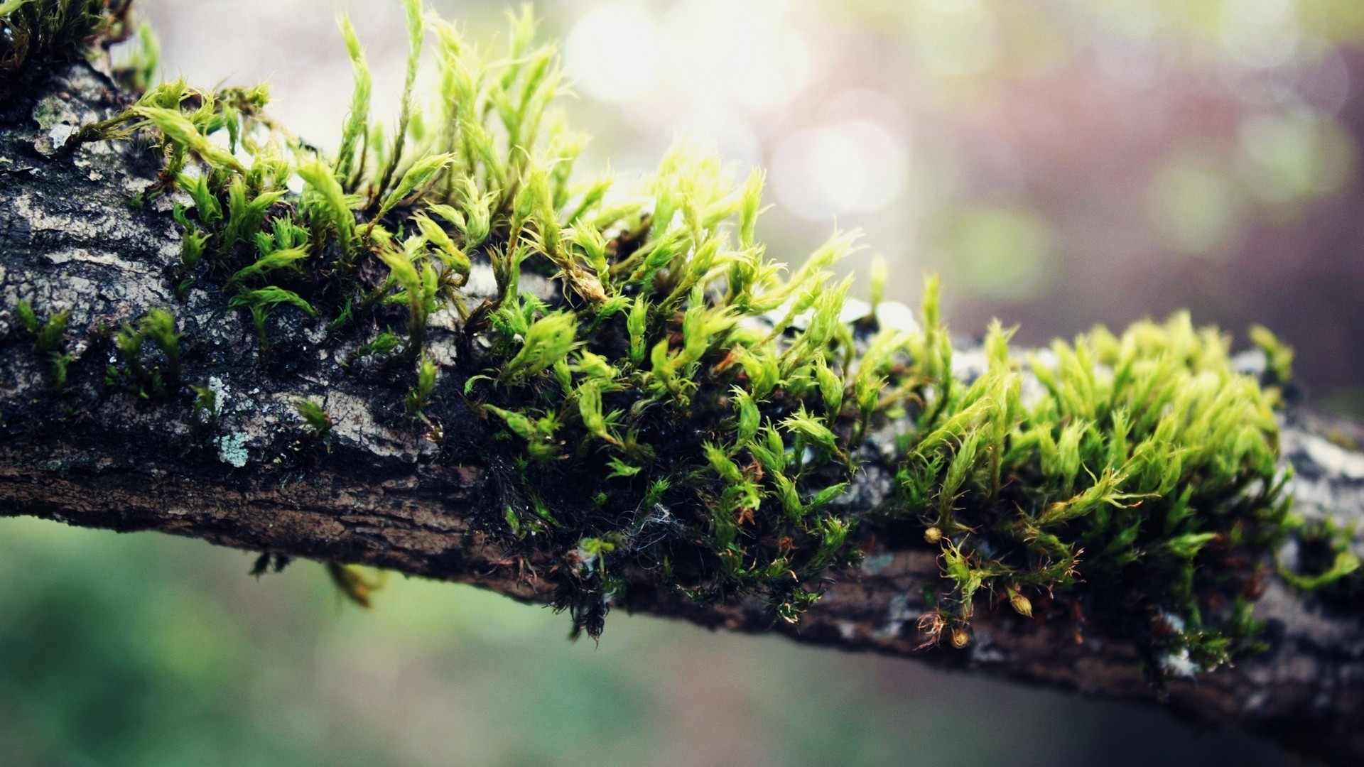 Macro photography of moss on a tree branch HD Wallpaper