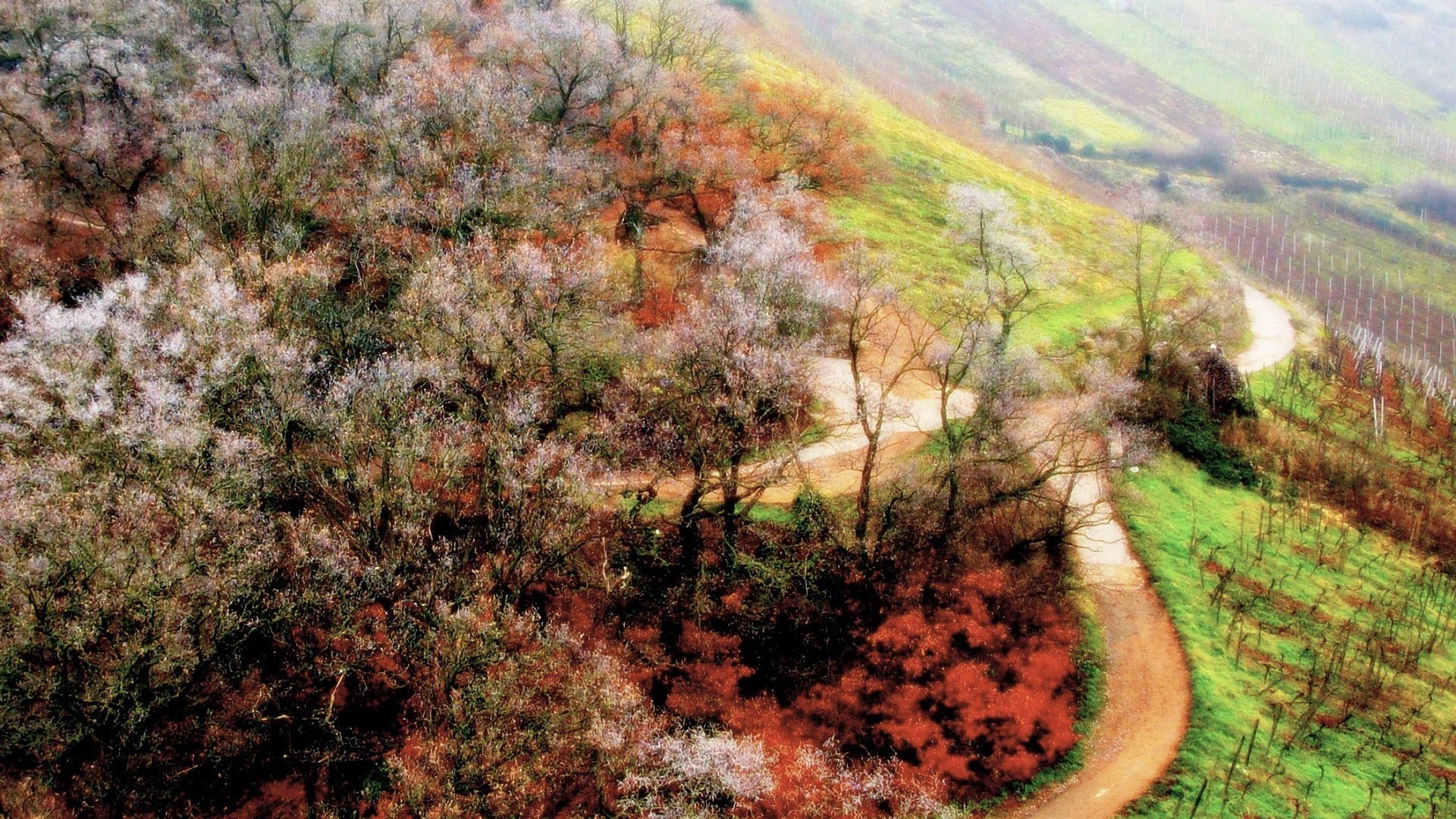 Winding road through a forest and vineyard on a hillside HD Wallpaper
