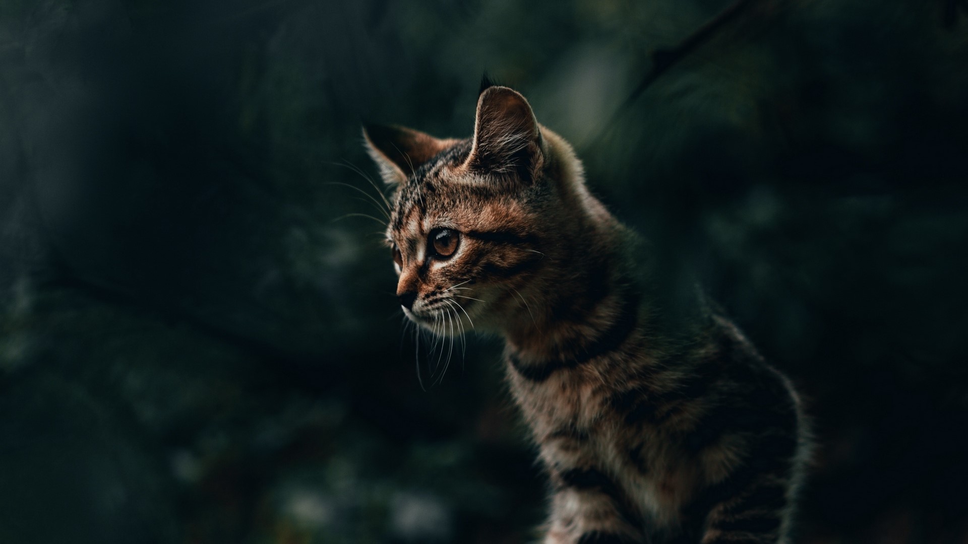 Tabby kitten looking to the left HD Wallpaper