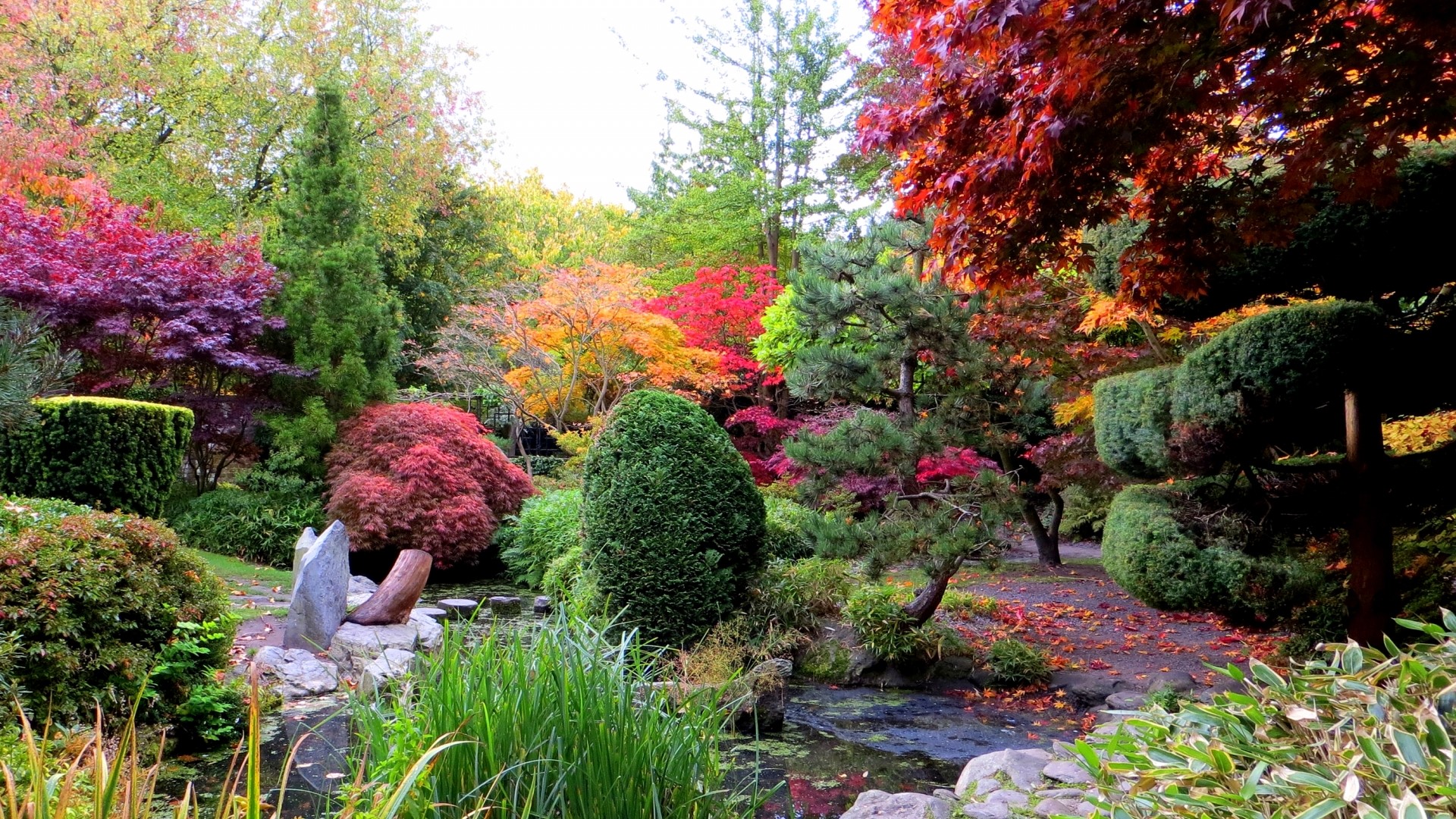 Autumn Japanese Garden with Pond HD Wallpaper