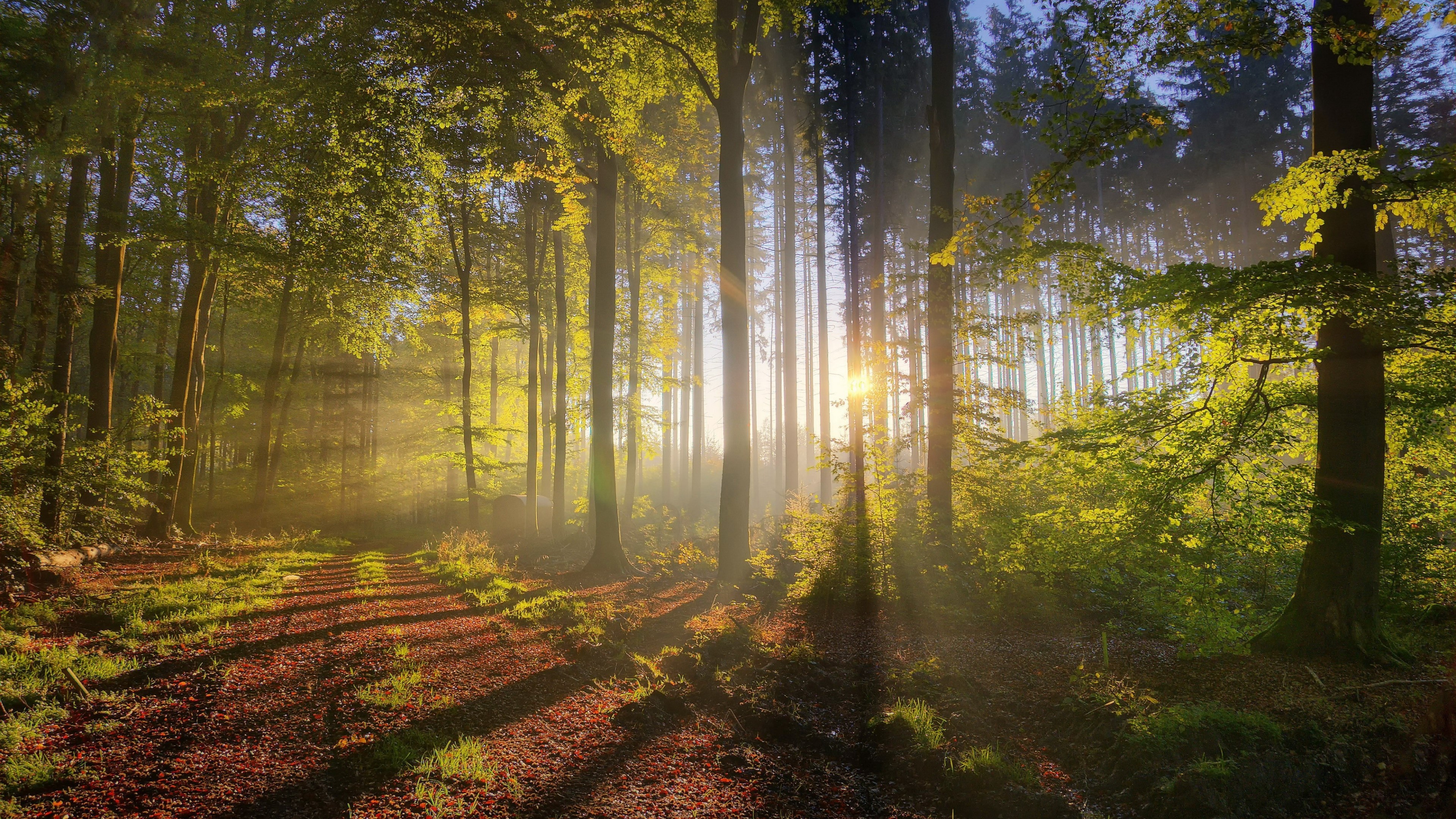 Road through the forest HD Wallpaper