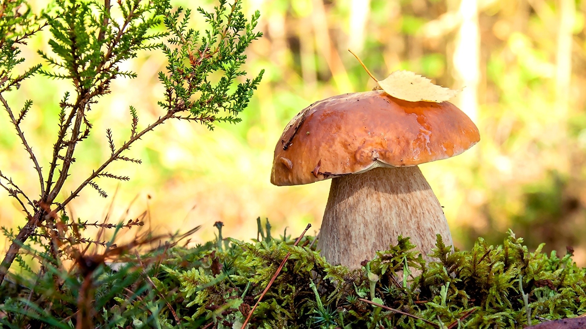 Mushroom with leaf on top in mossy forest HD Wallpaper