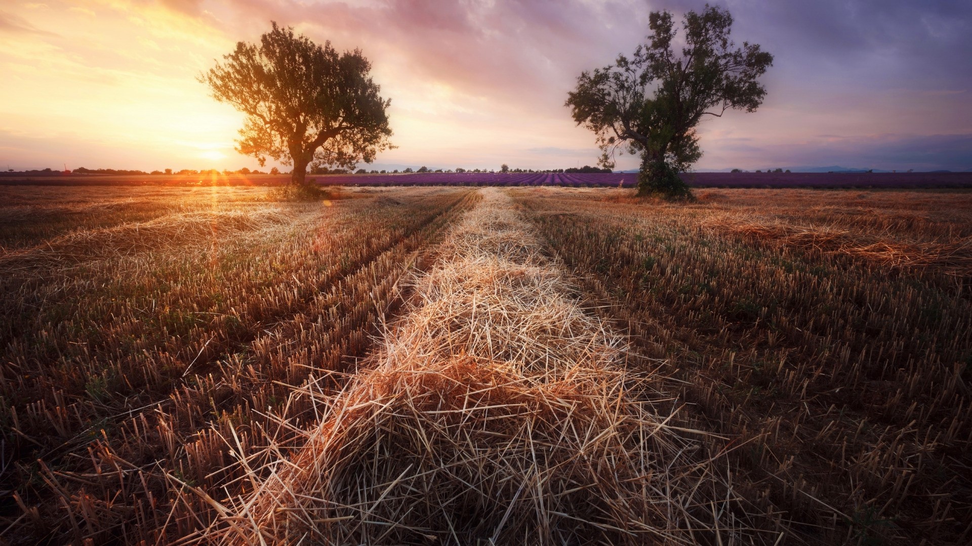 Two trees in a harvested field at sunset HD Wallpaper