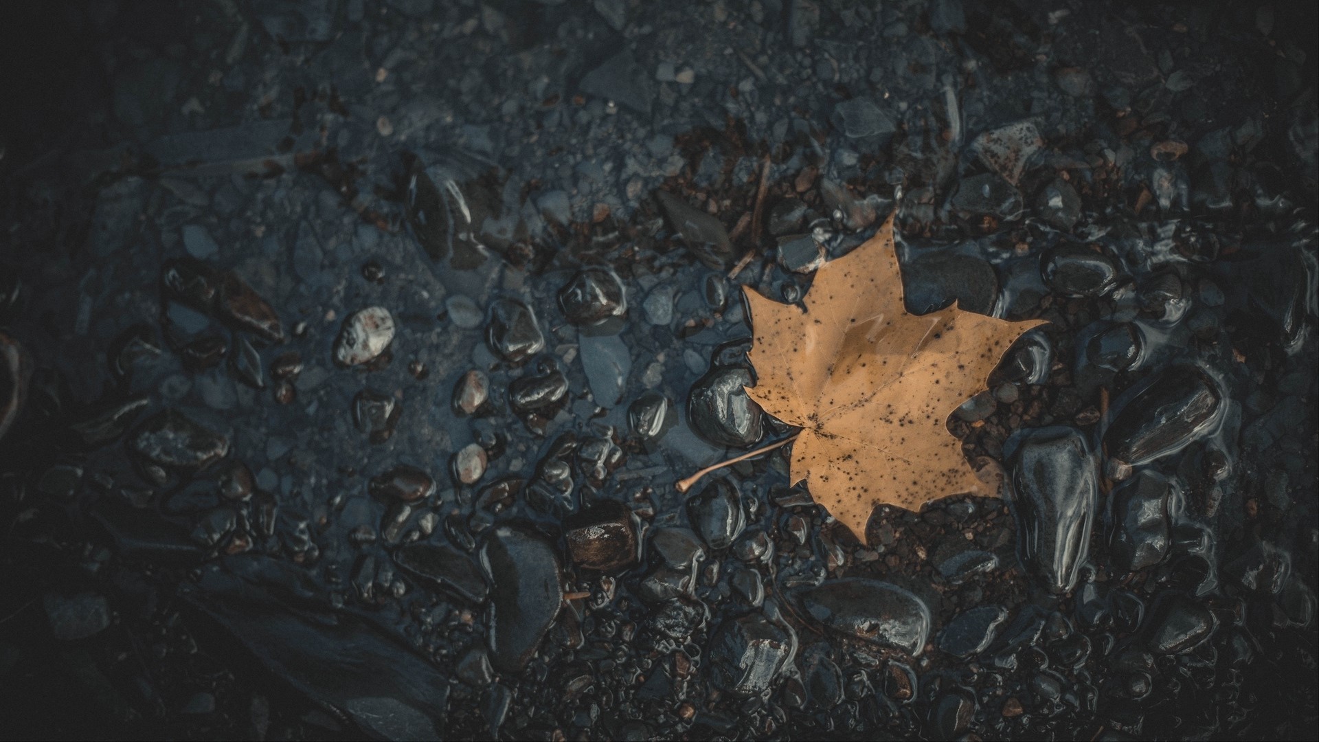Yellow maple leaf on wet rocks HD Wallpaper