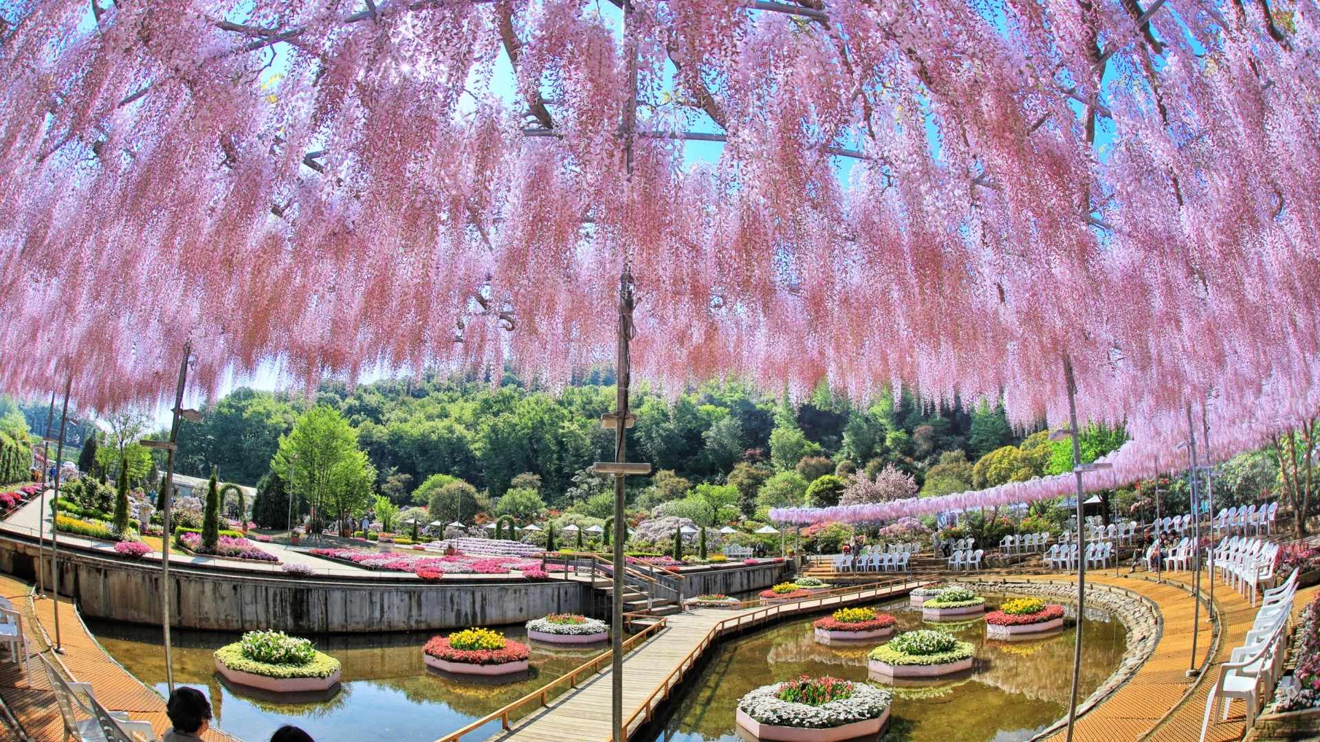 Pink Wisteria flowers in a park with a pond HD Wallpaper