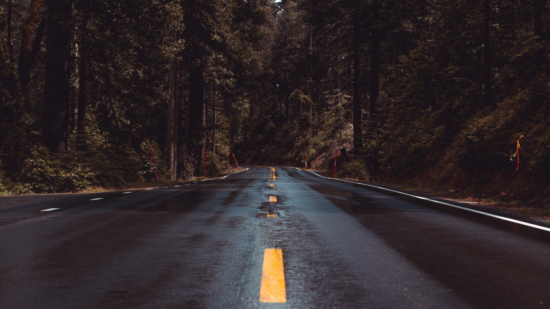 Road through a dark forest HD Wallpaper