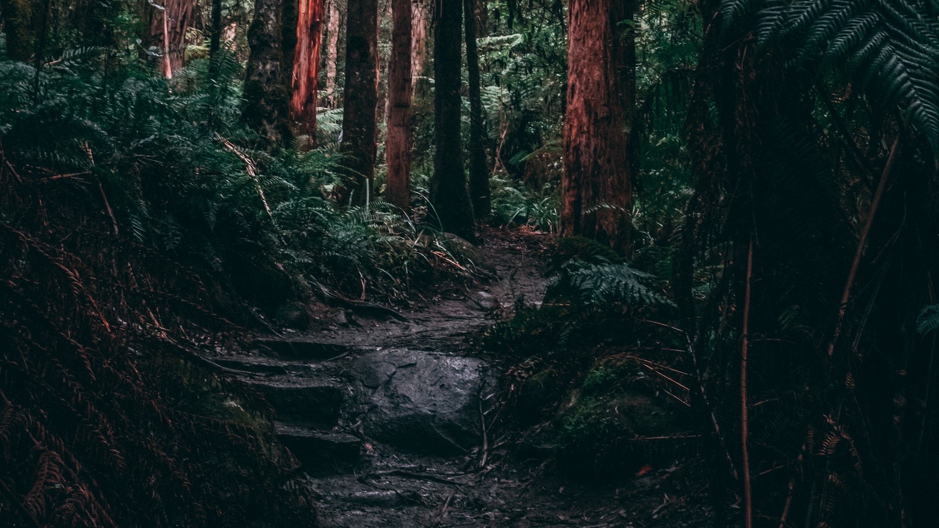 A dark forest path with ferns and trees HD Wallpaper