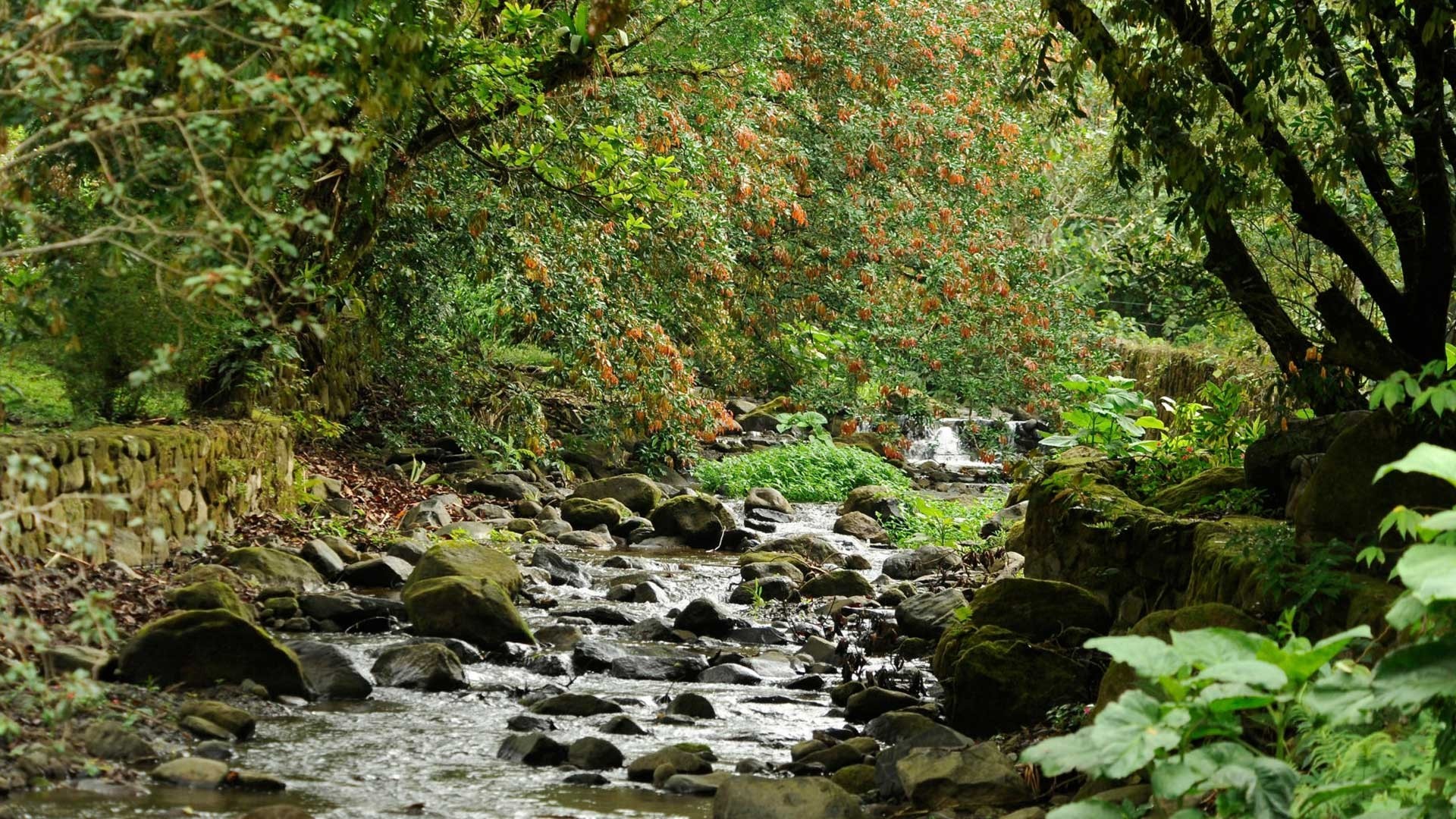 A rocky stream flows through a dense forest with trees and foliage. HD Wallpaper