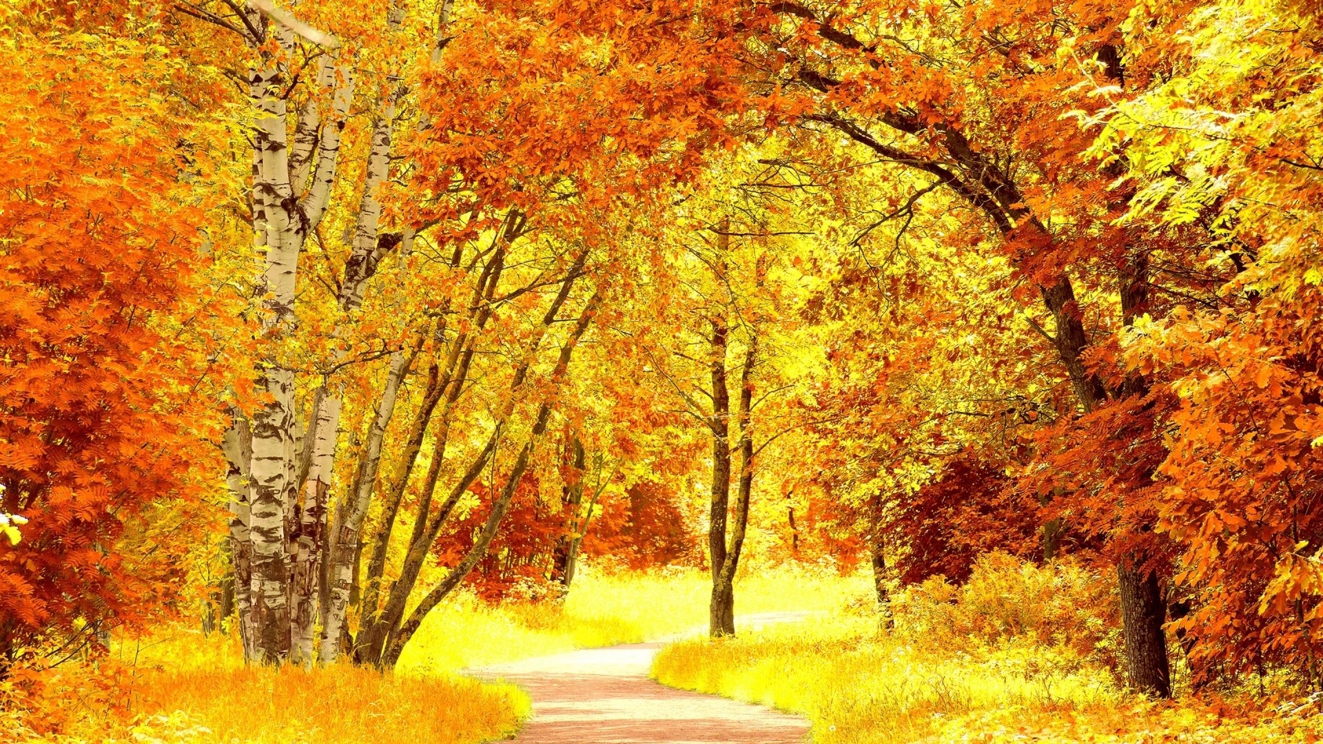 Autumn path with yellow and red trees HD Wallpaper