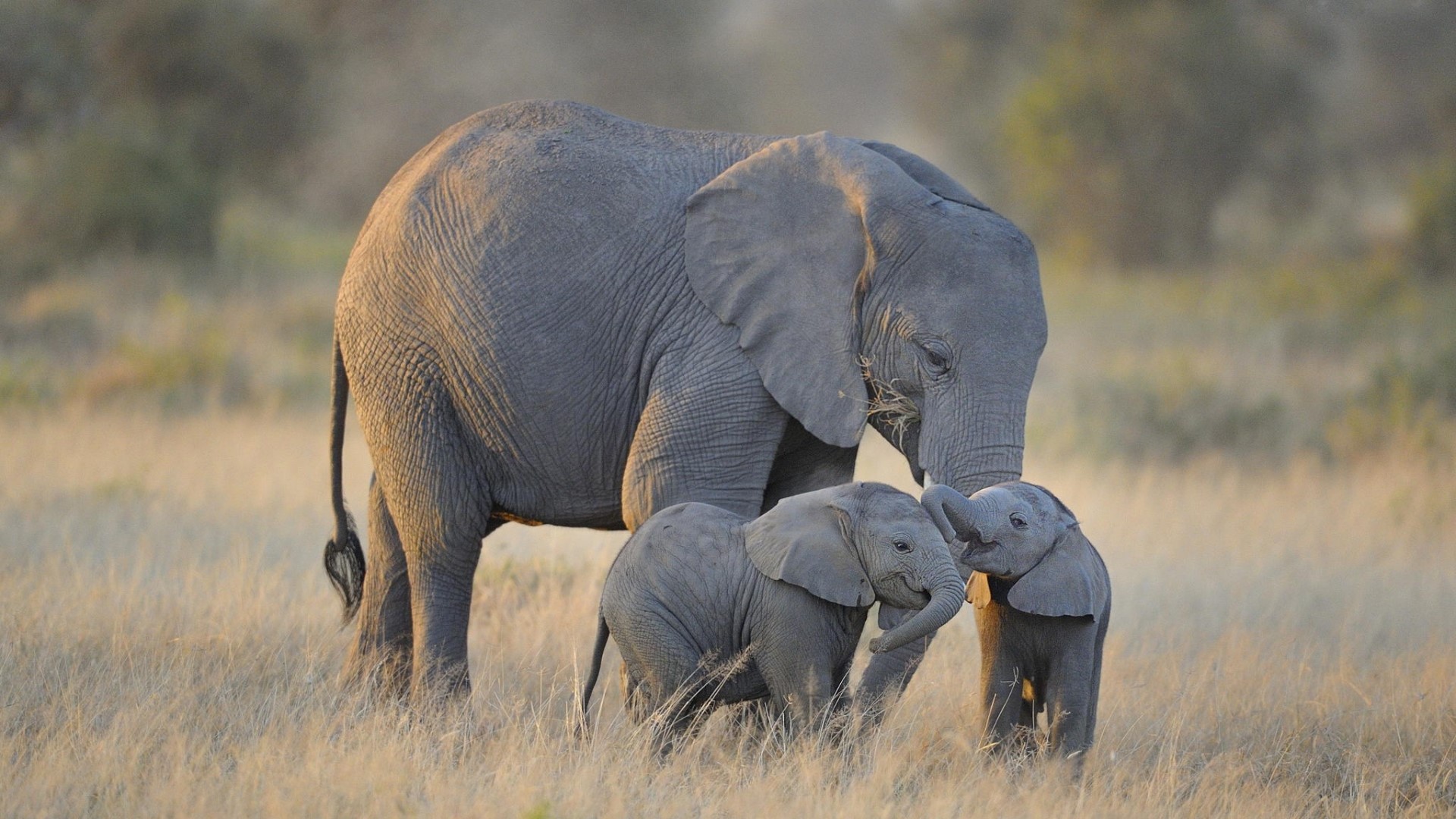 Mother elephant with two calves in a field HD Wallpaper