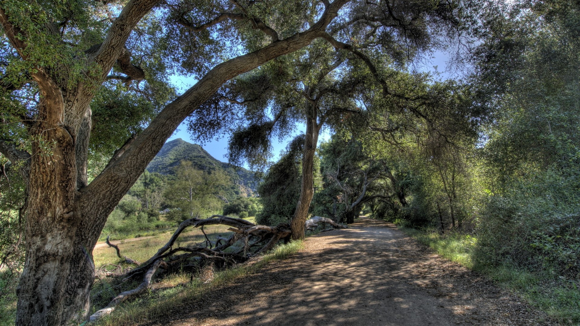 Dirt road under trees with mountain in background HD Wallpaper