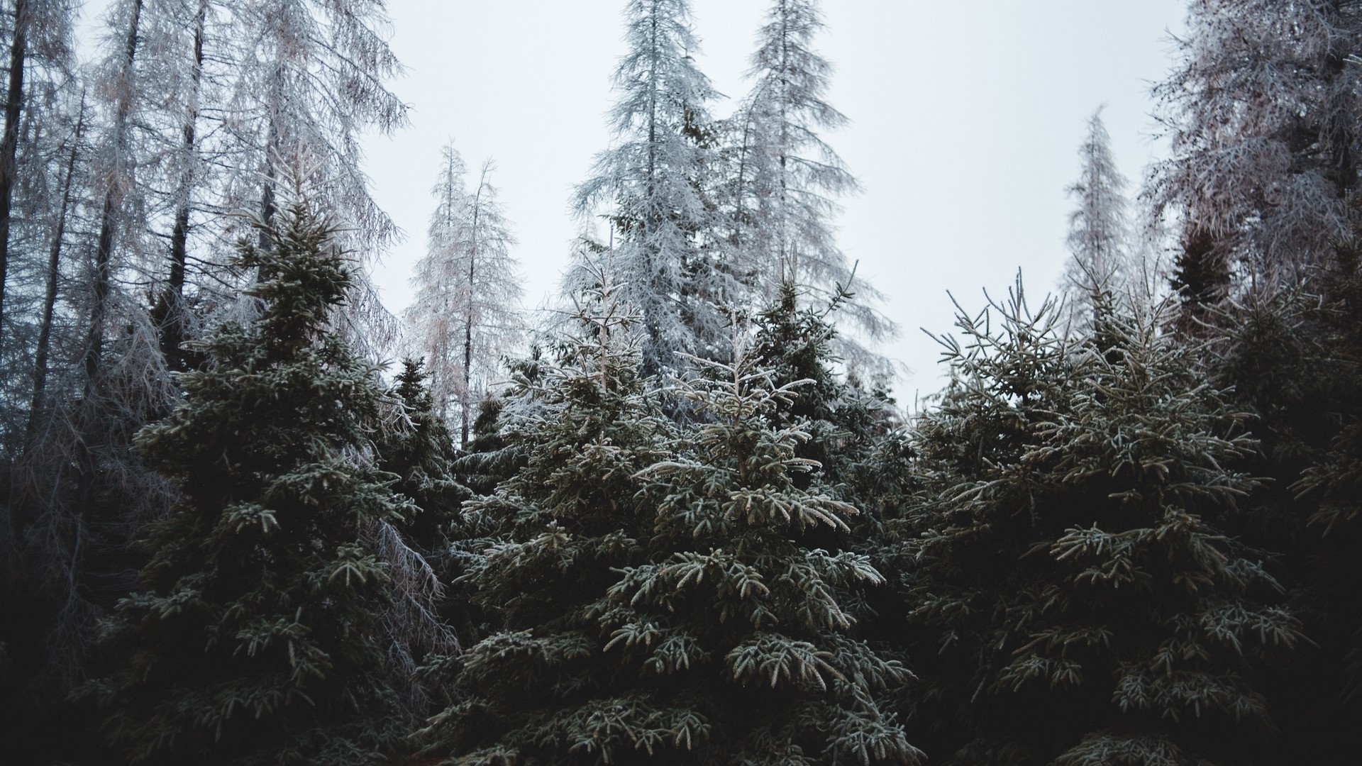 Frosty evergreen trees in a forest HD Wallpaper