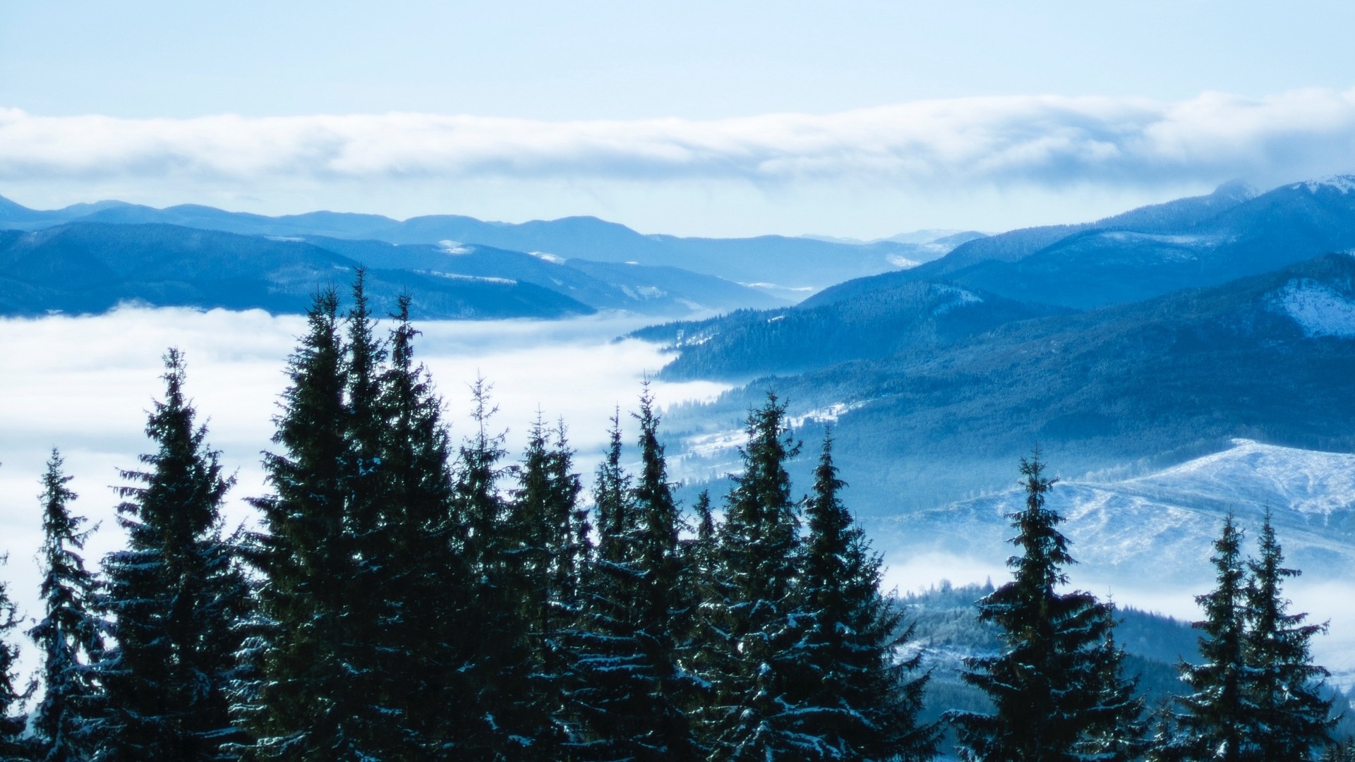 Winter mountain landscape with fog and pine trees HD Wallpaper
