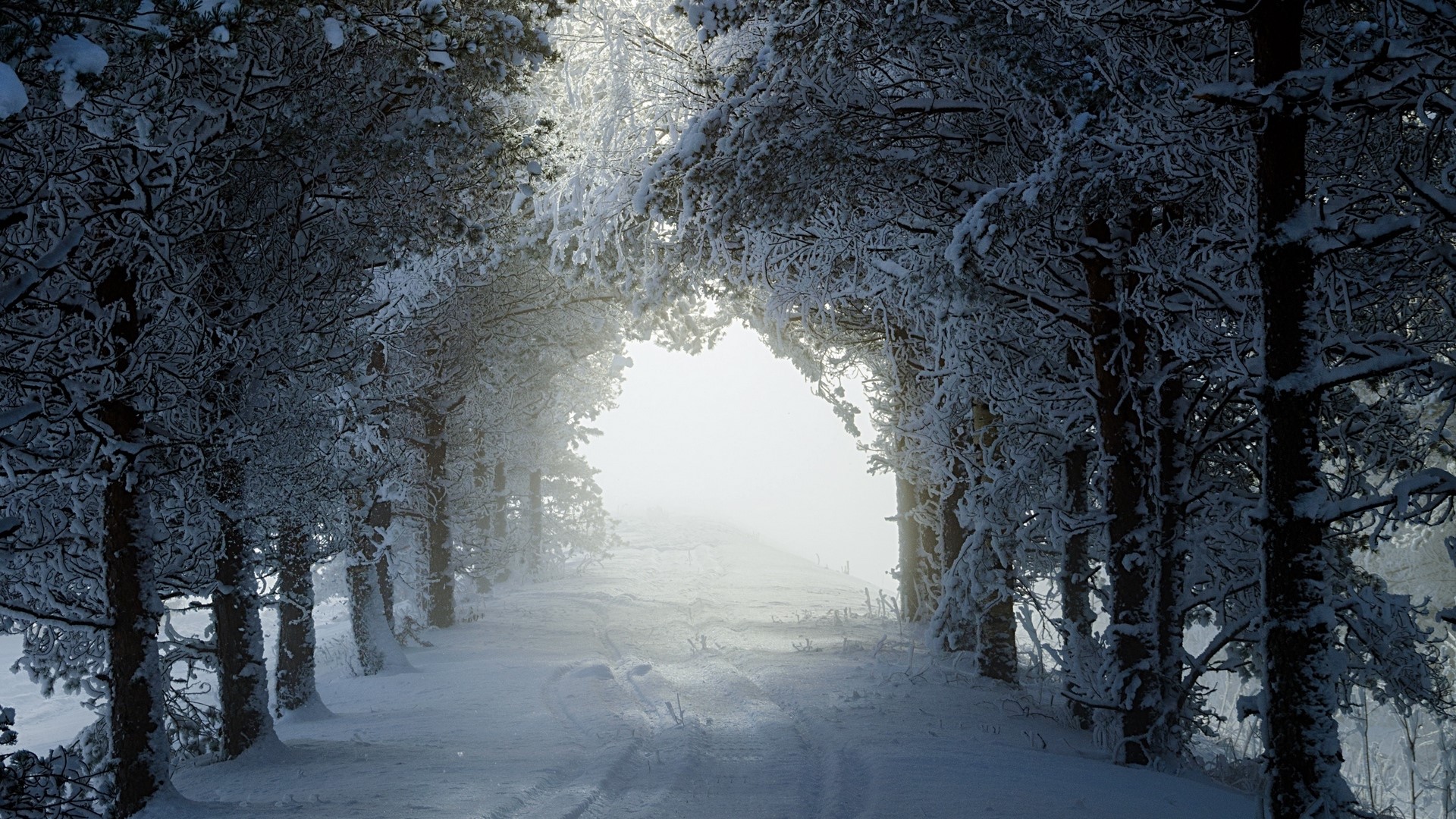 Snowy forest path with sunlight filtering through trees HD Wallpaper