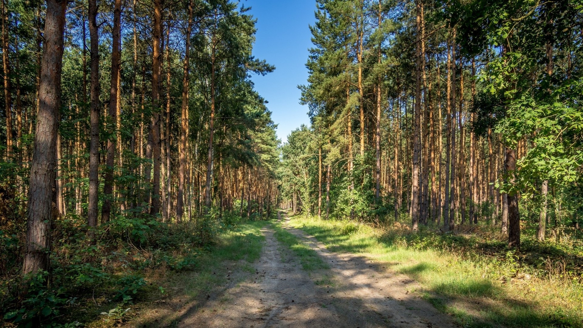 Dirt road through a pine forest HD Wallpaper