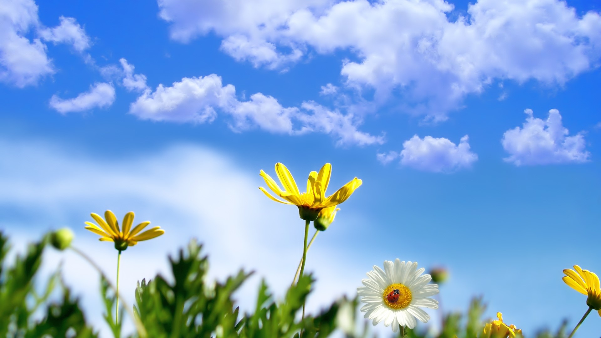 Daisies and clouds in the sky HD Wallpaper