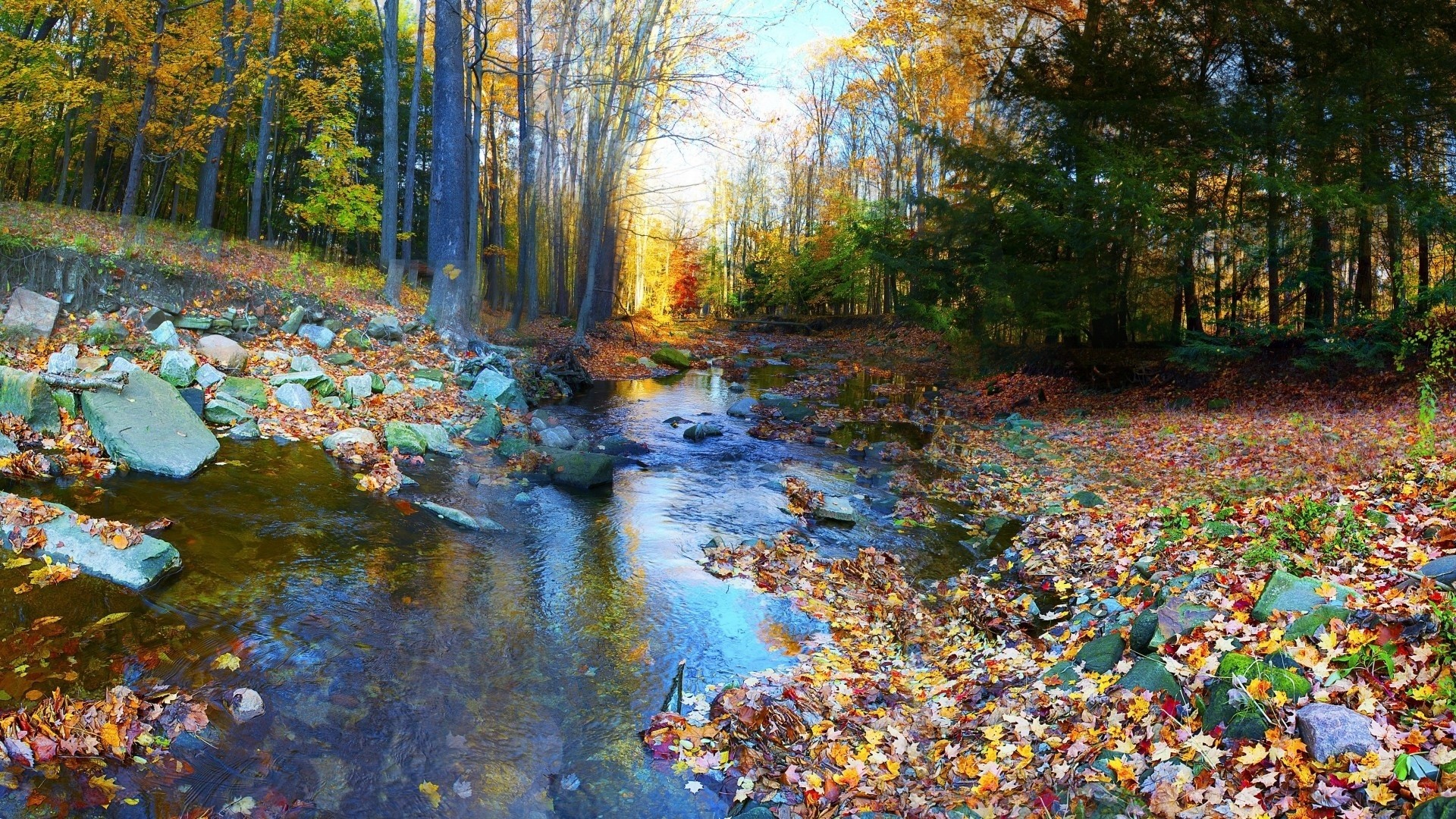 Autumn forest stream with fallen leaves HD Wallpaper