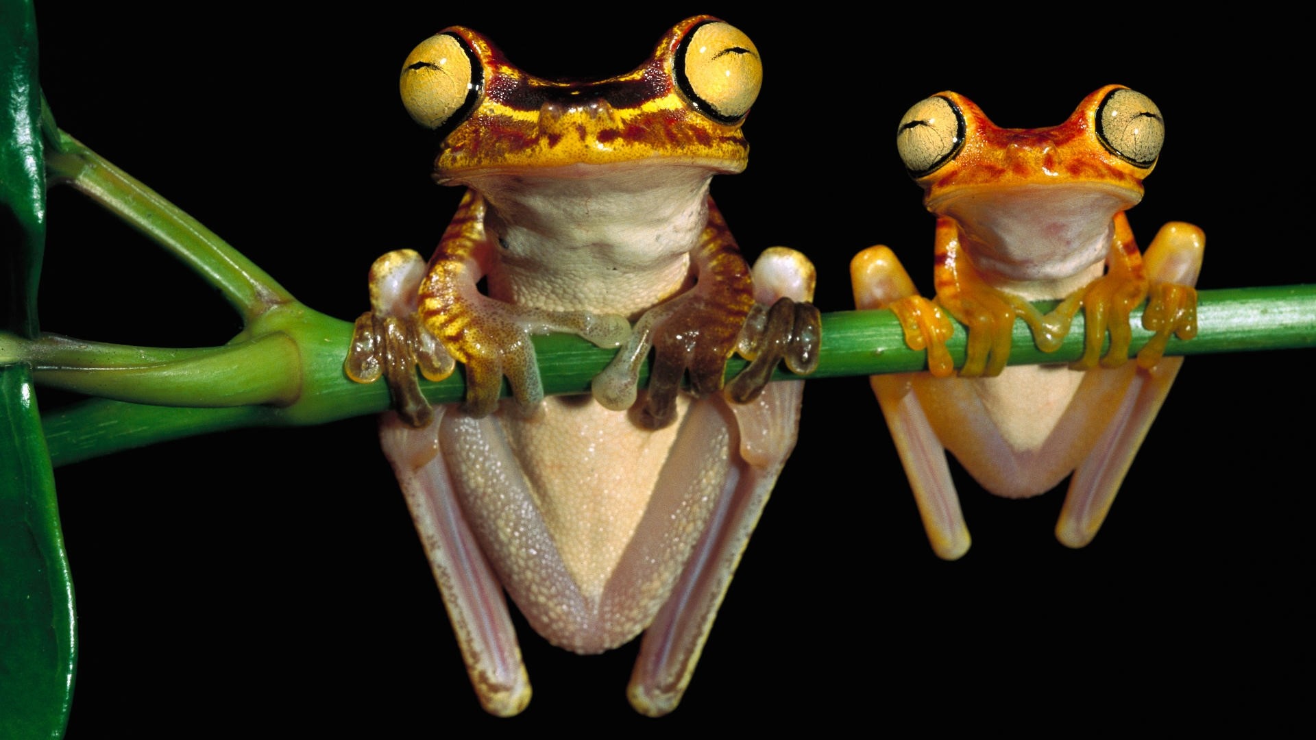 Two big-eyed frogs on a branch HD Wallpaper