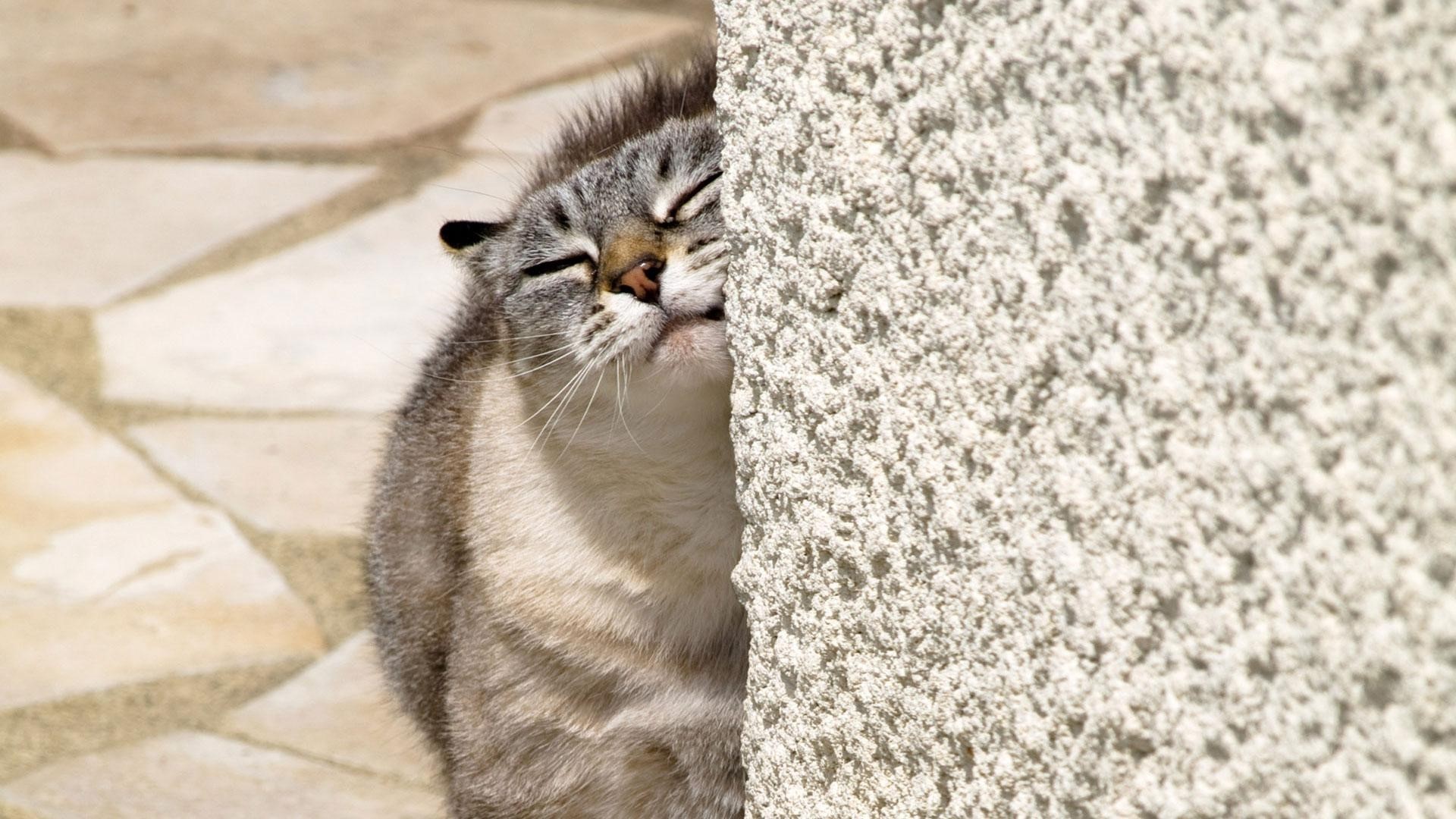 Cat sleeping behind a wall HD Wallpaper
