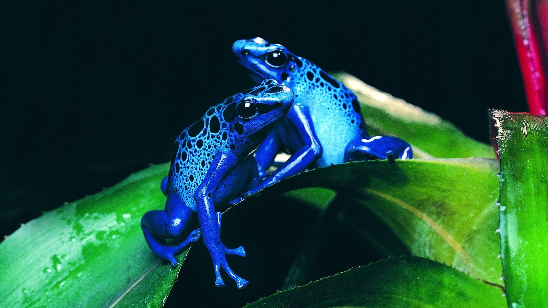 Two blue poison dart frogs on green leaves HD Wallpaper