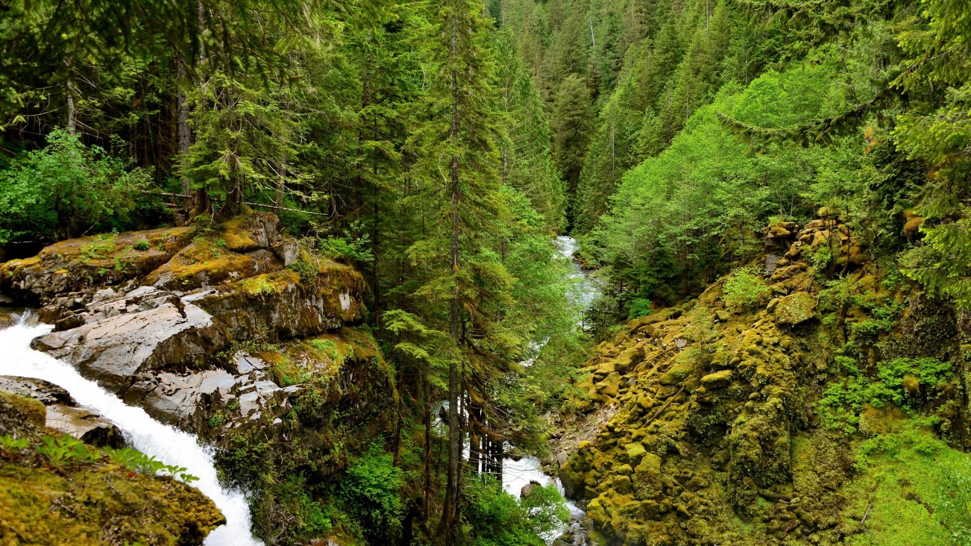 Forest waterfall with mossy rocks and trees HD Wallpaper