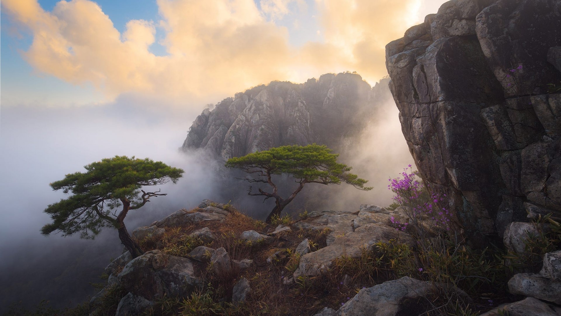 Misty mountains with pine trees and rocks HD Wallpaper
