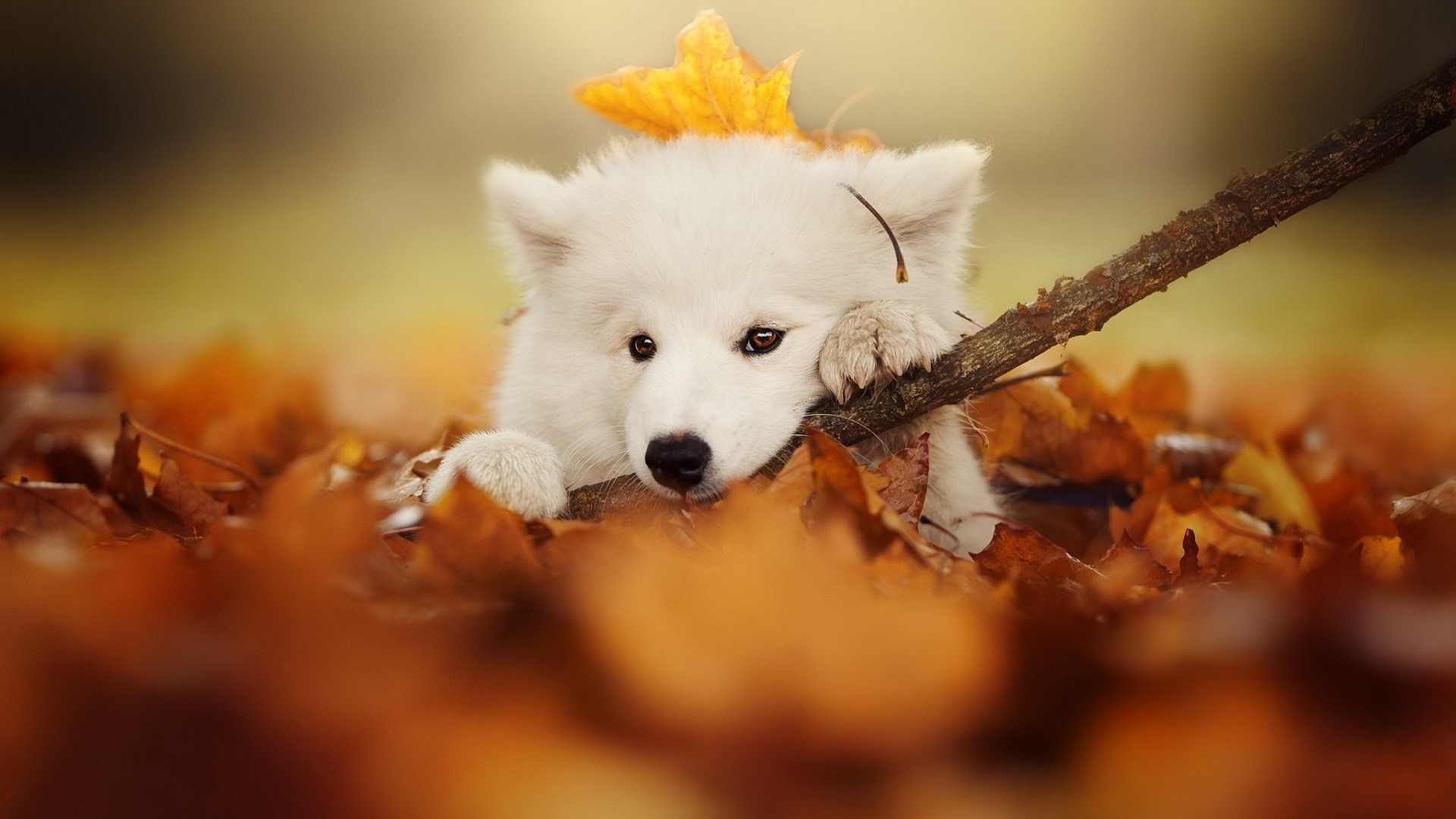 White puppy with a stick in autumn leaves HD Wallpaper