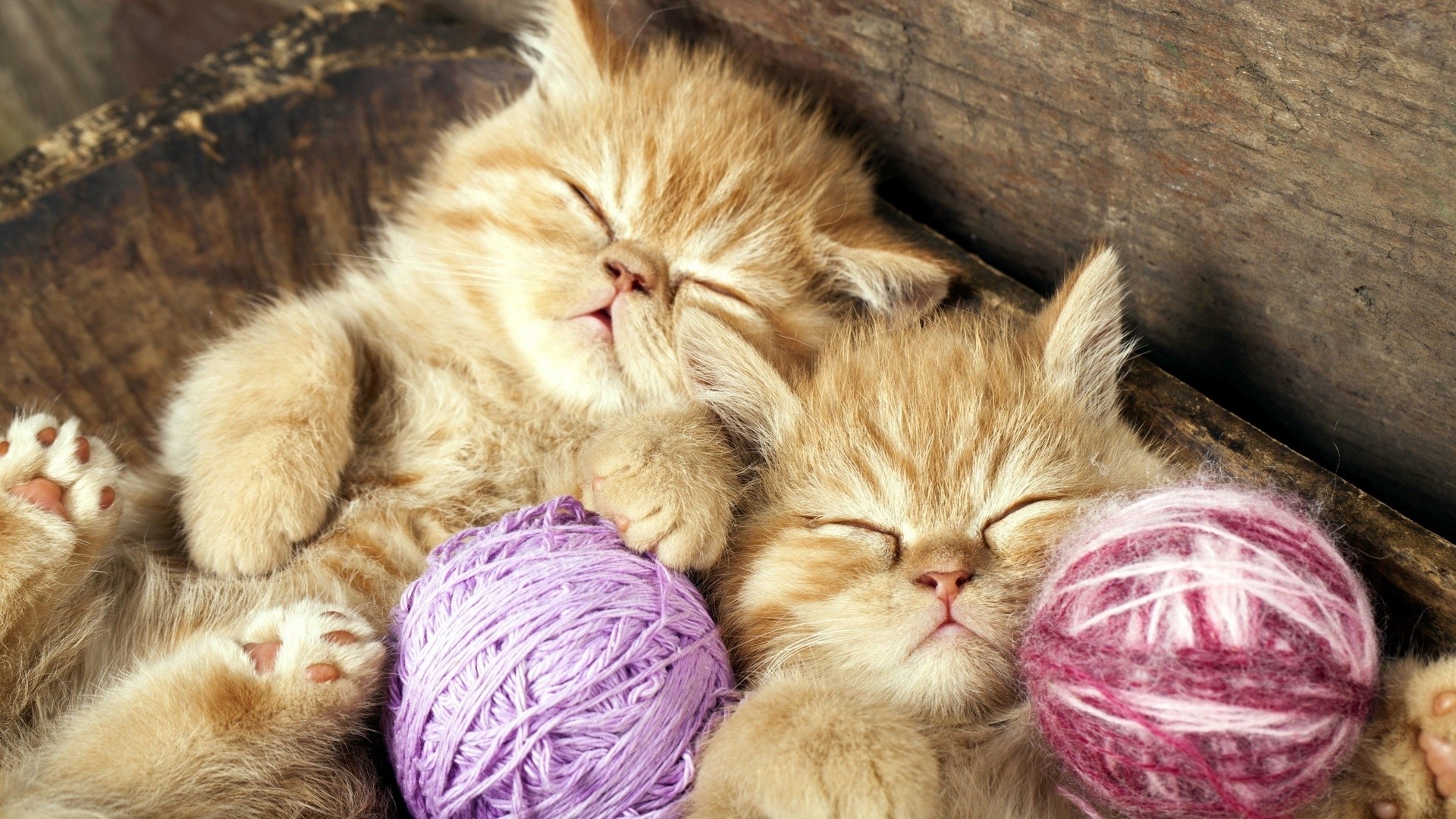 Two orange kittens sleeping with yarn balls HD Wallpaper