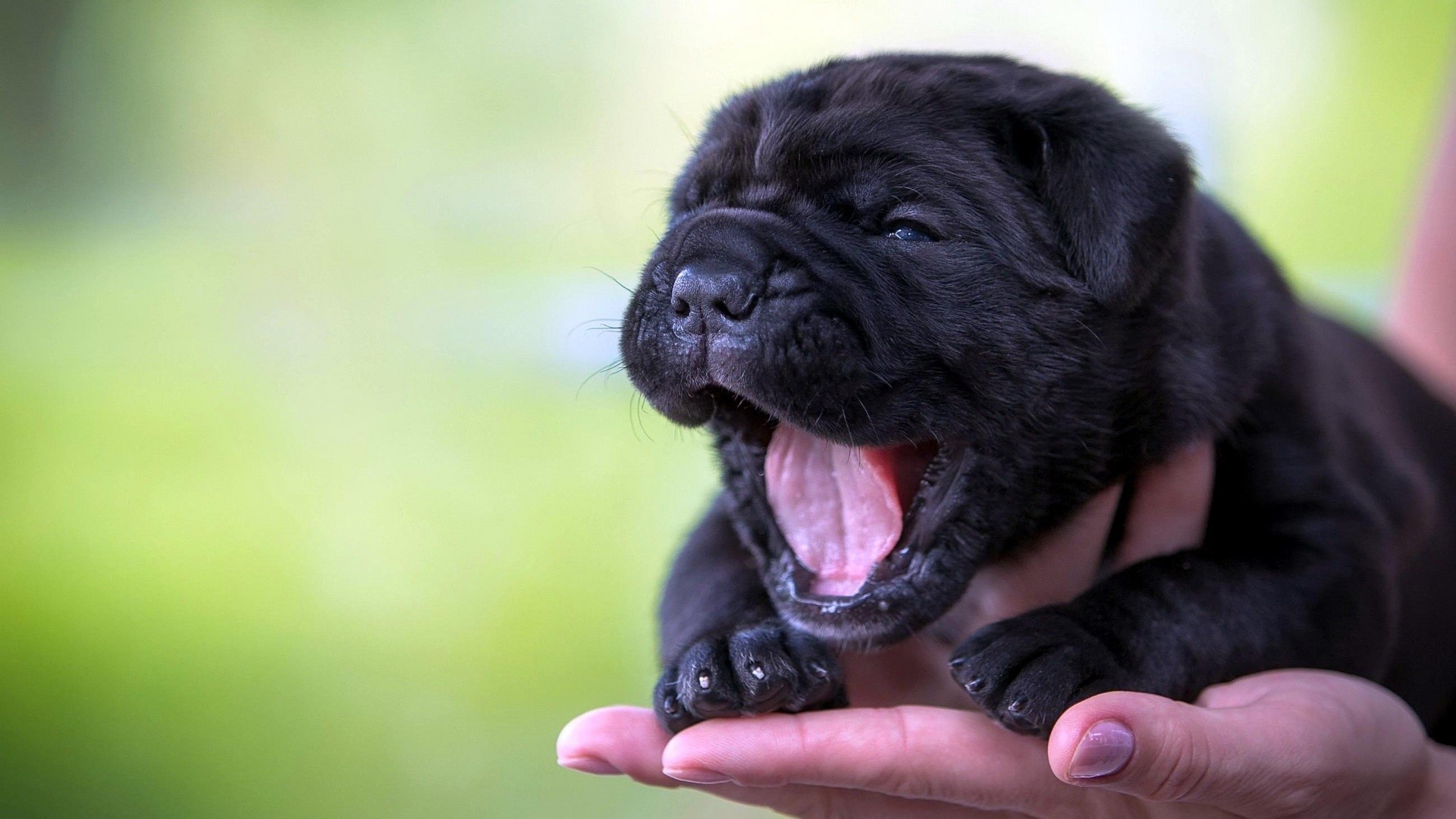 Black puppy yawning in hands HD Wallpaper