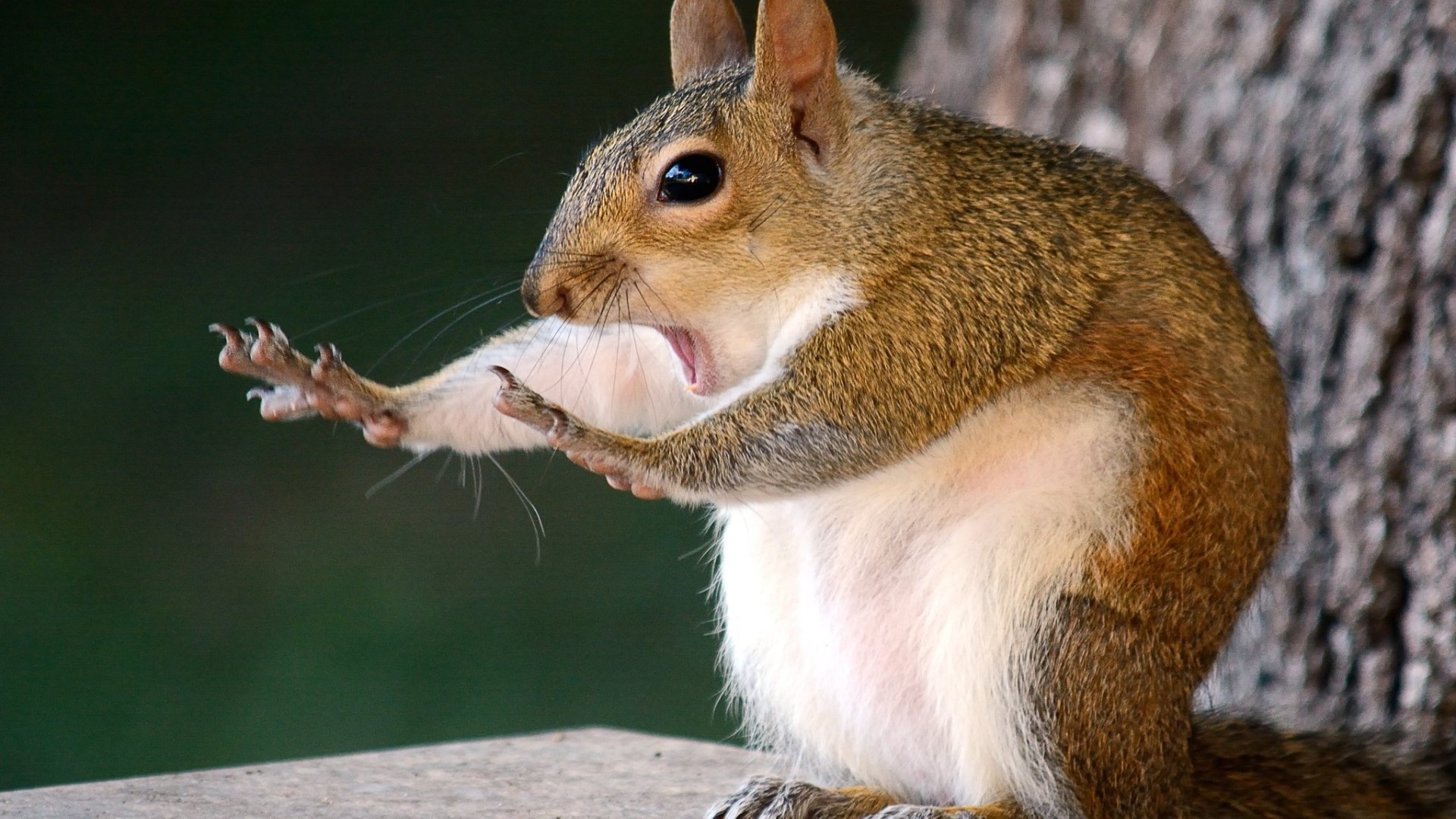 Squirrel with mouth open and paws raised HD Wallpaper