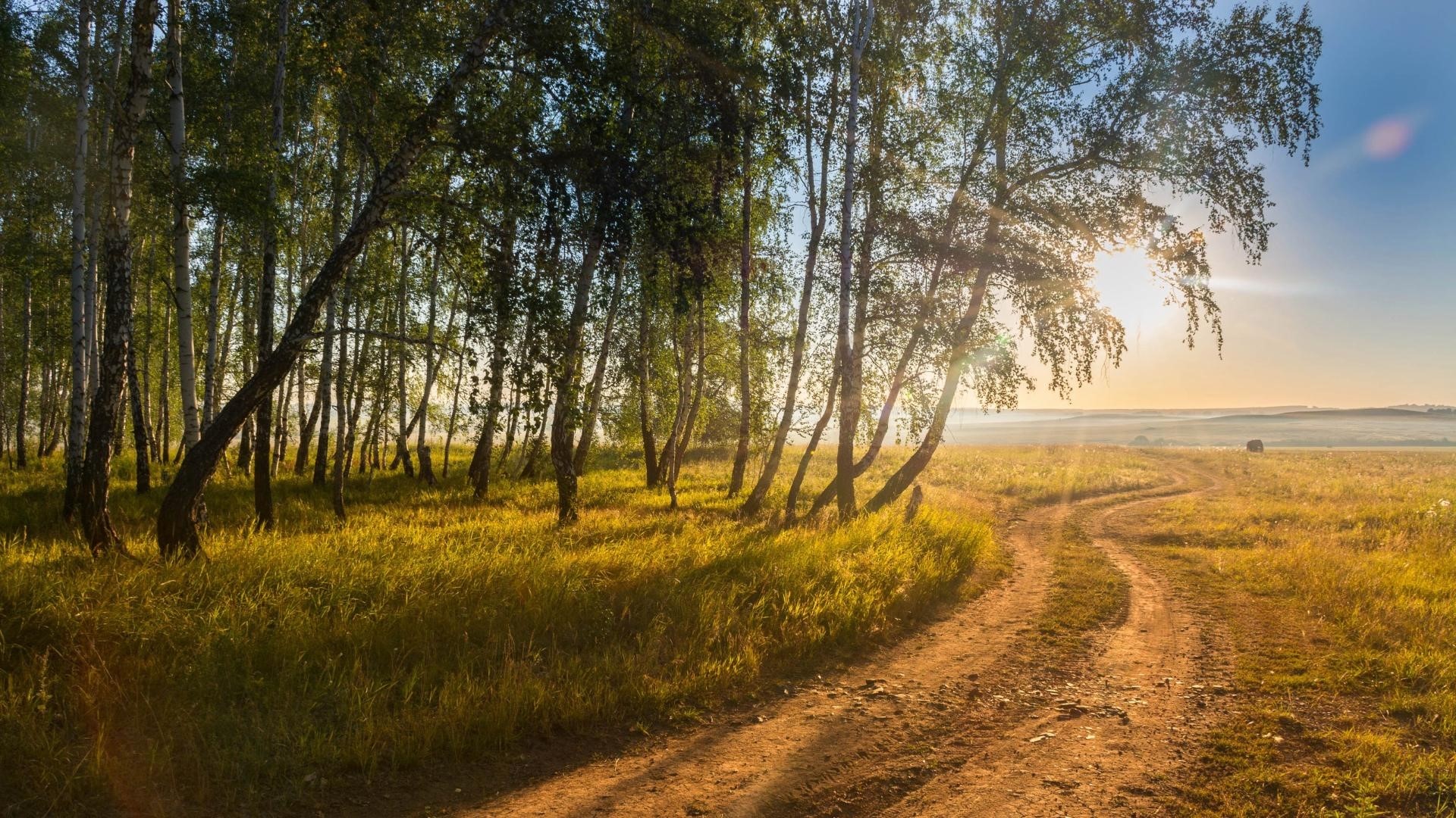 Dirt road through a birch forest at sunrise HD Wallpaper