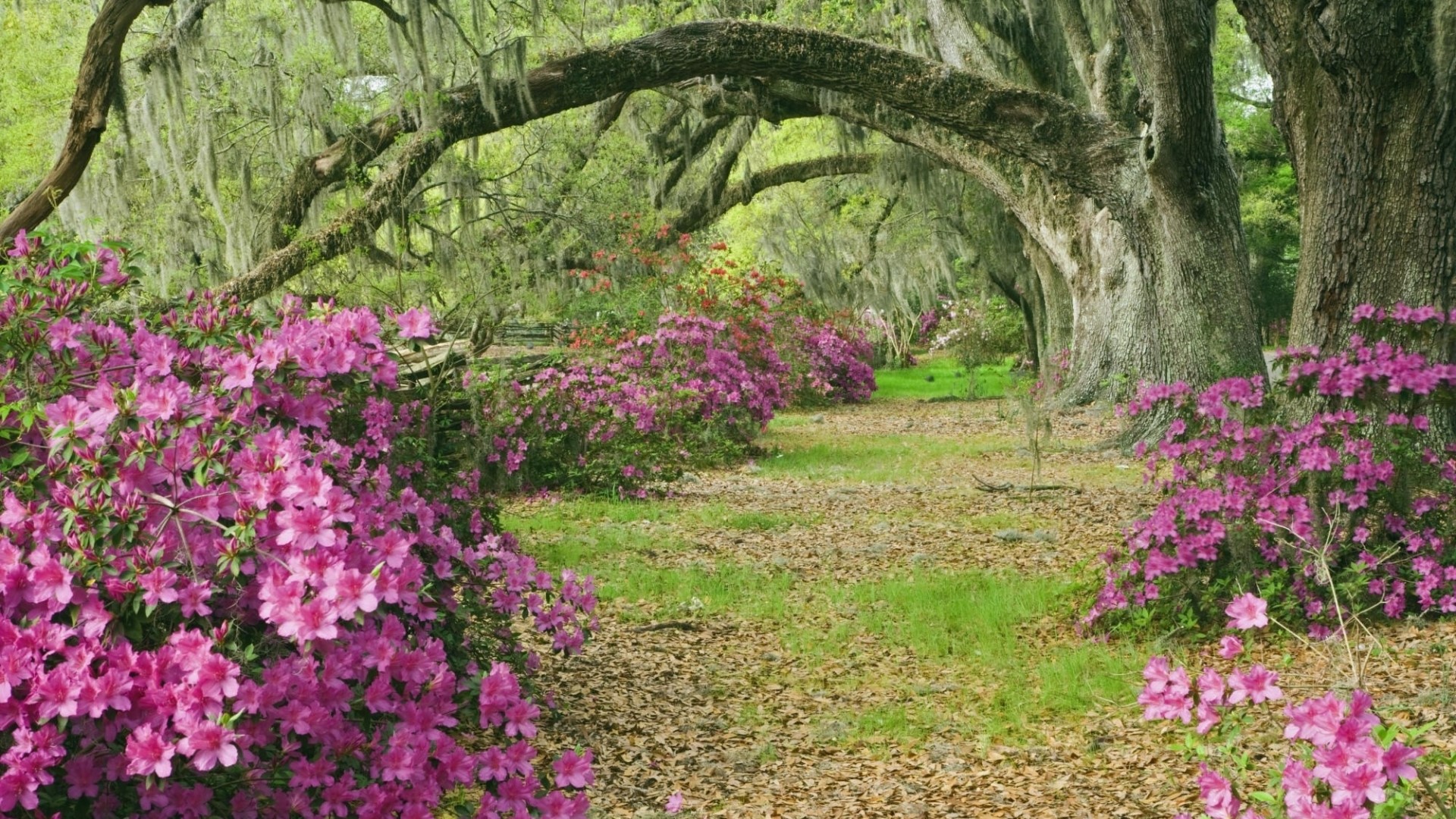 Azalea alley with moss-draped oak trees HD Wallpaper