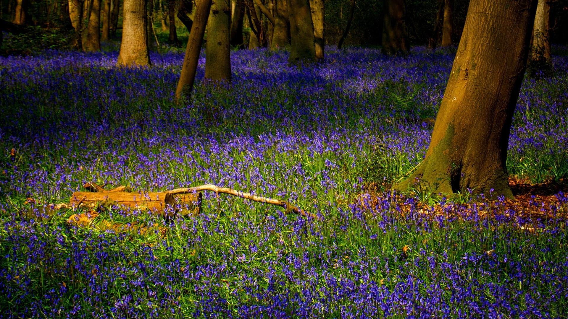 Bluebells carpeting a forest floor HD Wallpaper