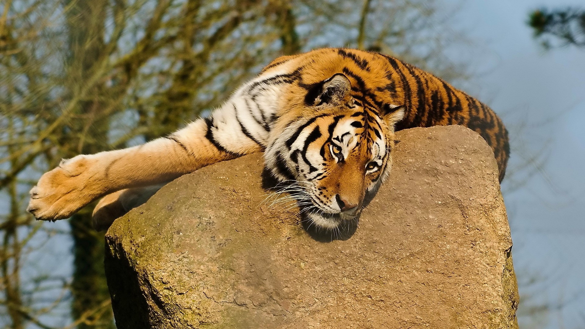 Tiger resting on a rock HD Wallpaper