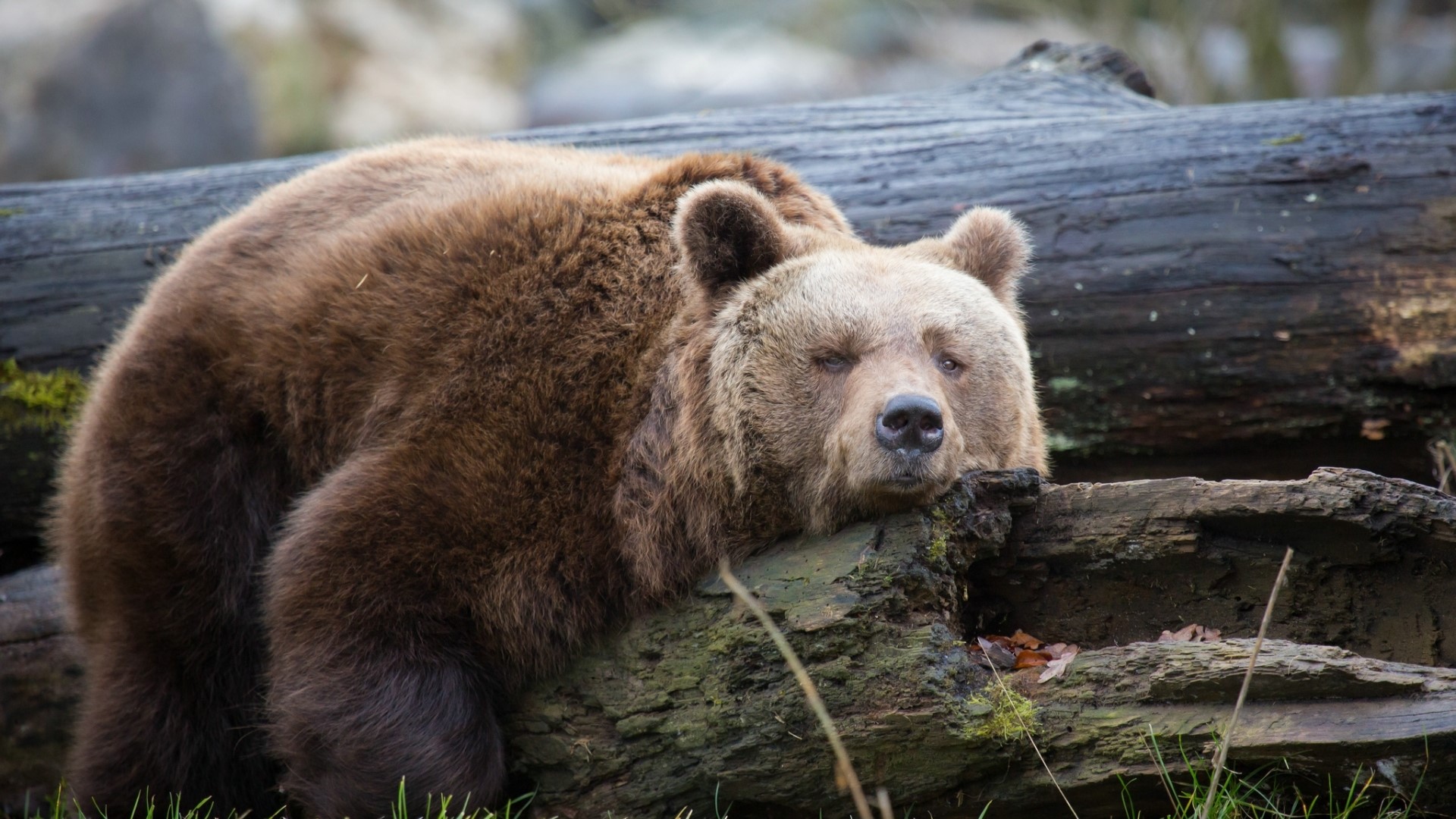 Brown bear resting on a log HD Wallpaper