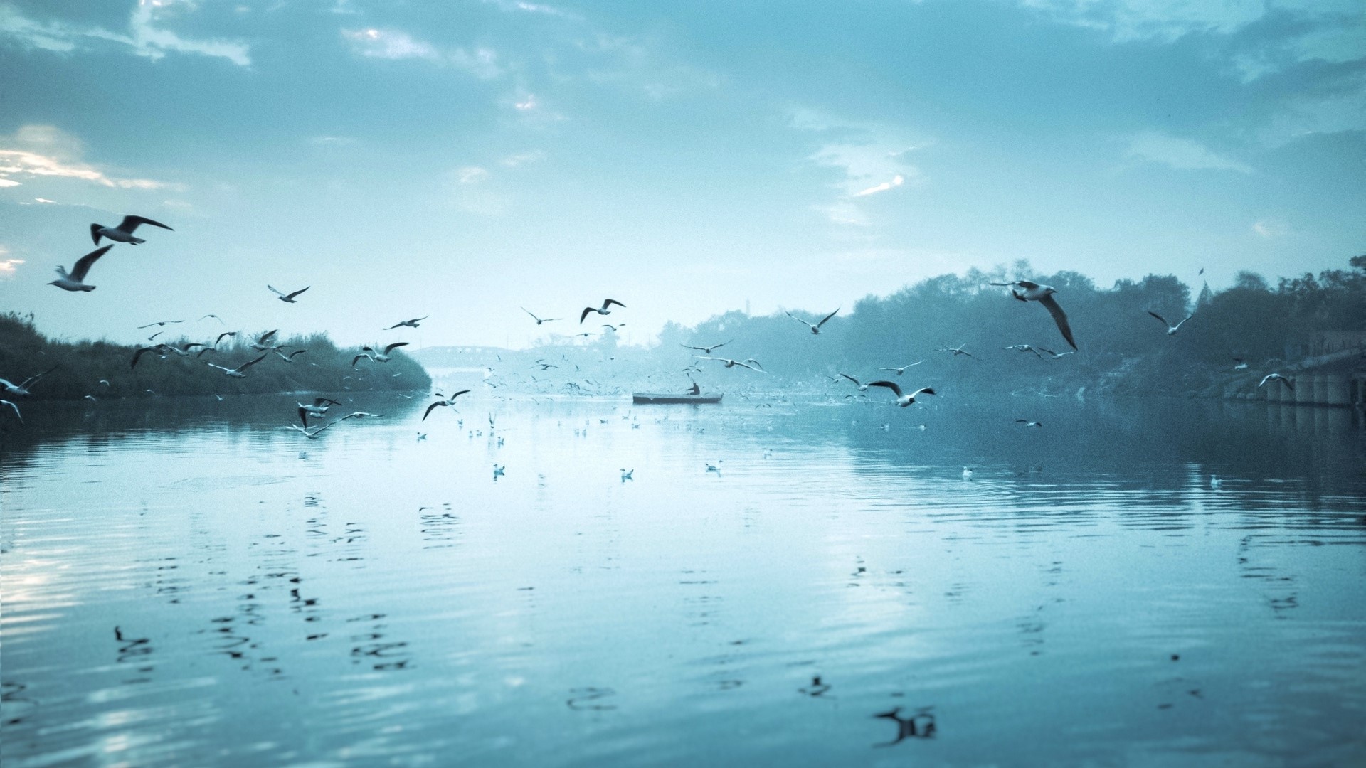 Flock of seagulls over a river with a boat HD Wallpaper
