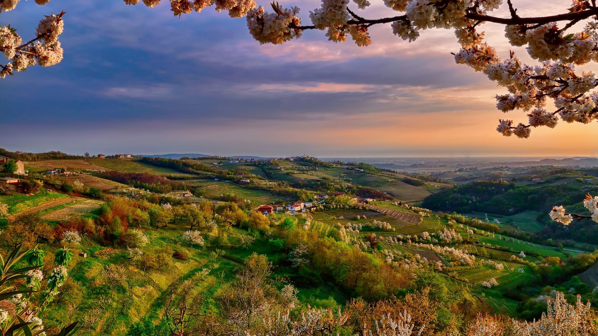 Rolling hills of Italy with blooming trees at sunset HD Wallpaper