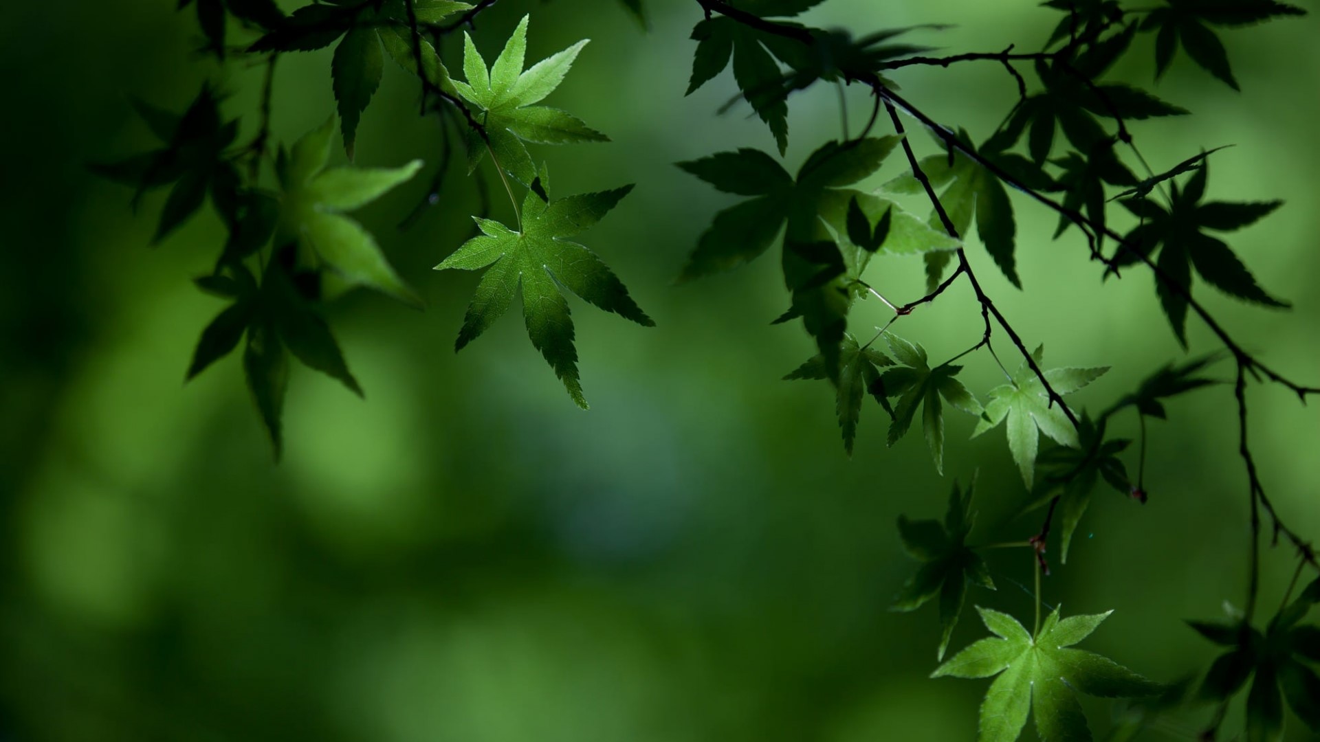 Green maple leaves on branches HD Wallpaper