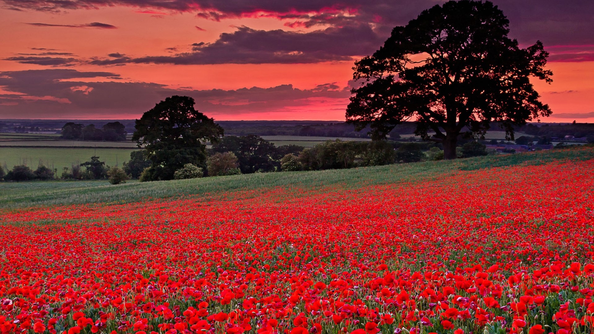 Field of poppies at sunset HD Wallpaper