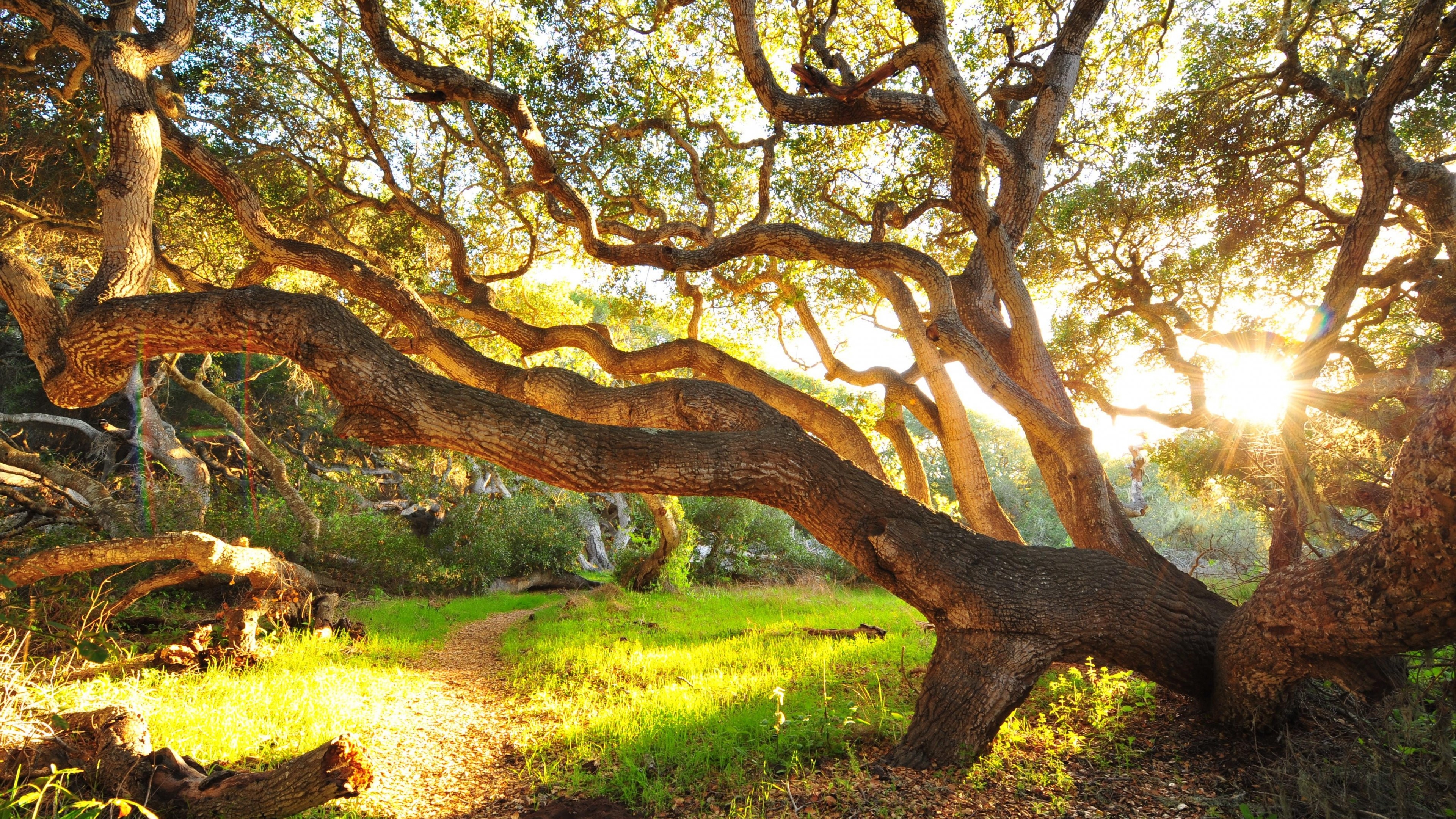 4K Bizarre Oak Trees in Sunlight HD Wallpaper