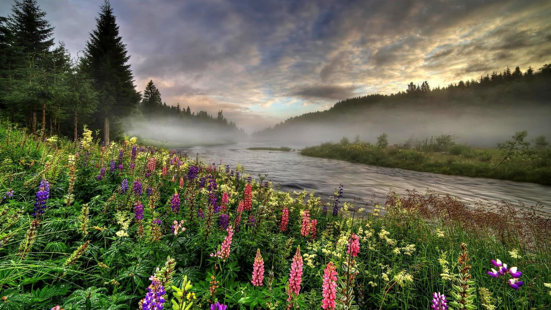 Foggy river with lupine flowers and pine trees HD Wallpaper
