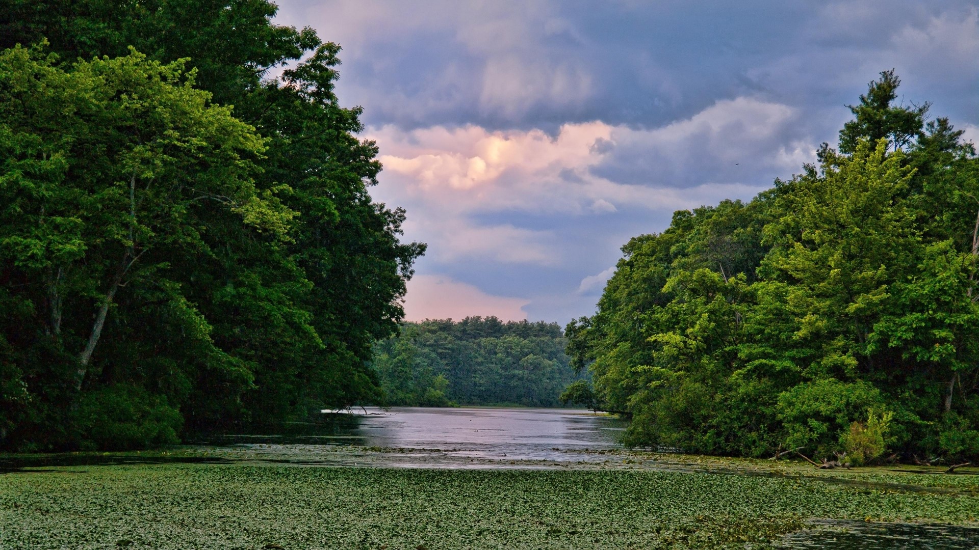 Overgrown lake surrounded by trees under cloudy sky HD Wallpaper