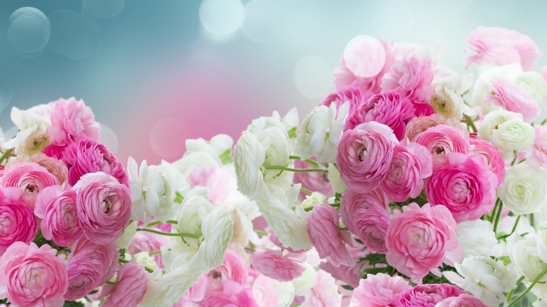 Pink and white ranunculus flowers with bokeh background HD Wallpaper